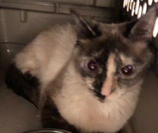 Kamiko, Adoptable, Adult Female Domestic Short Hair.