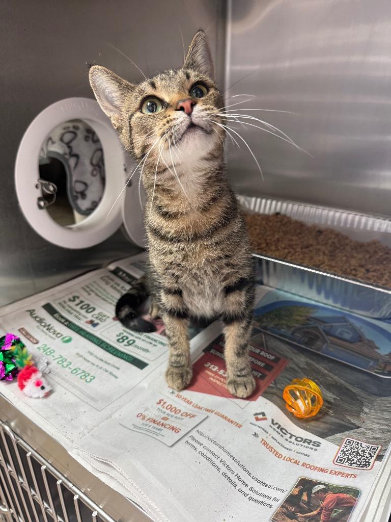 Ms. Perkins, Adoptable, Adult Female Domestic Short Hair.