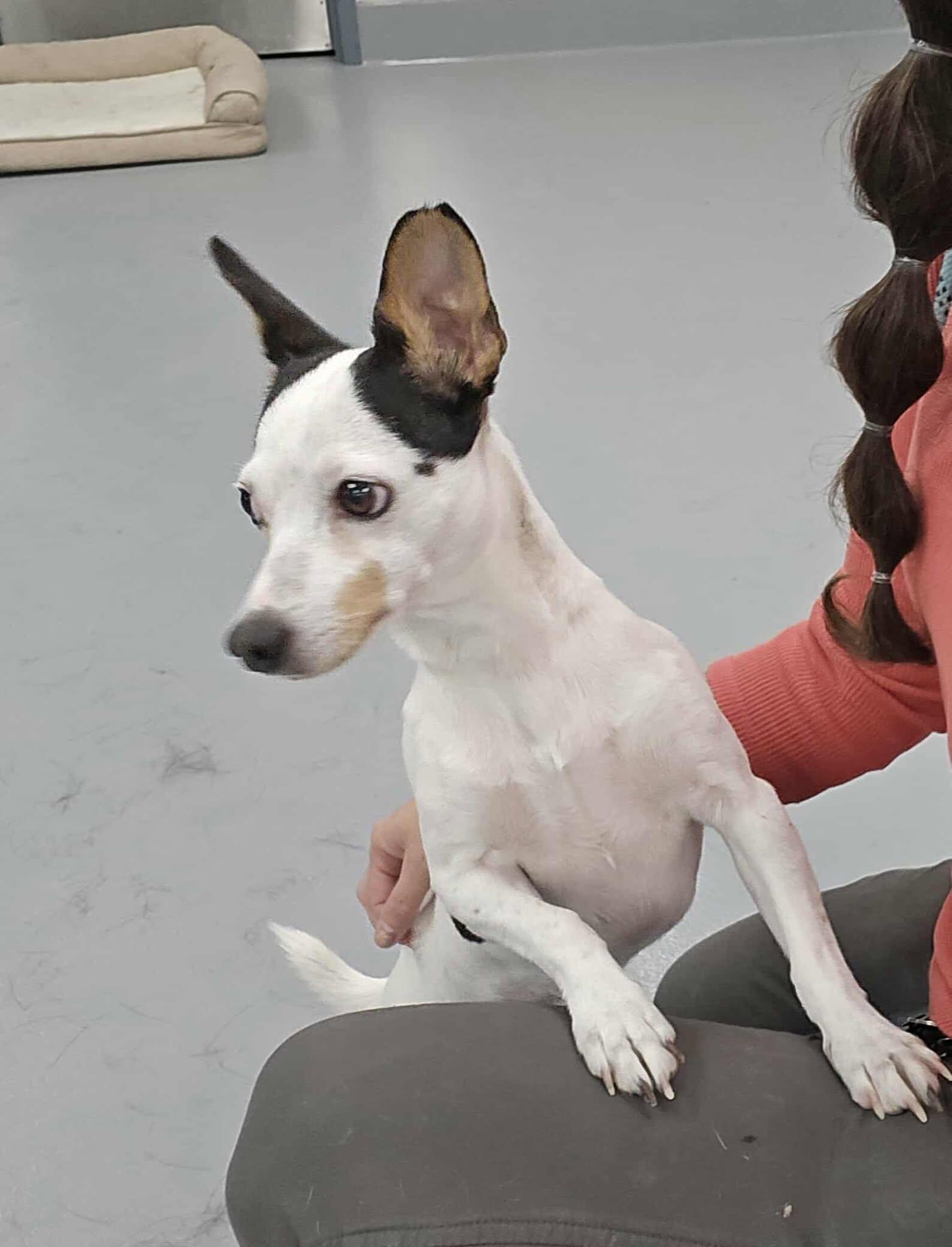 Stormy, Adoptable, Adult Male Rat Terrier.