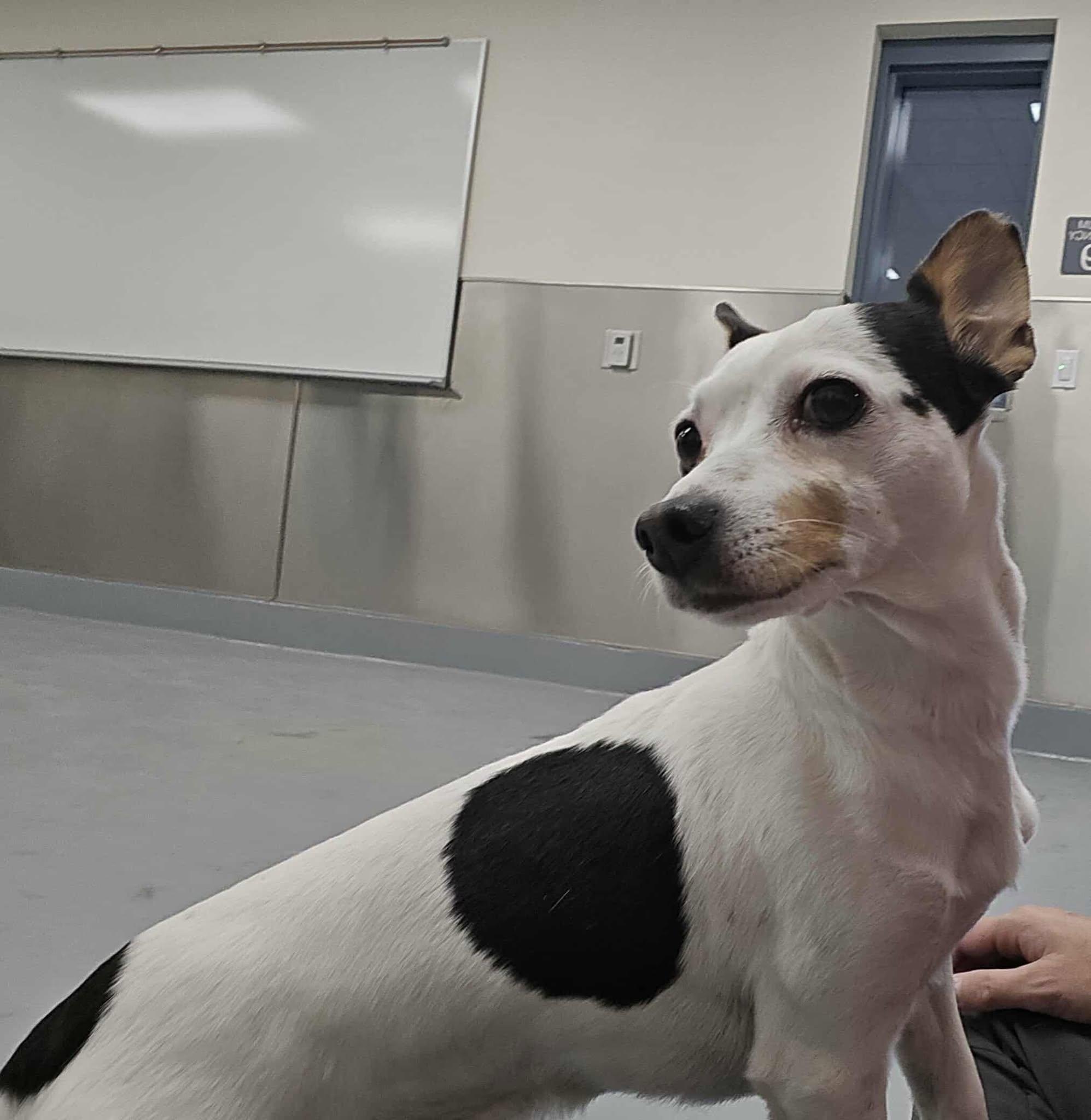 Enlarge Stormy, a Adoptable mixed breed in Silver Springs, NV image 3/3