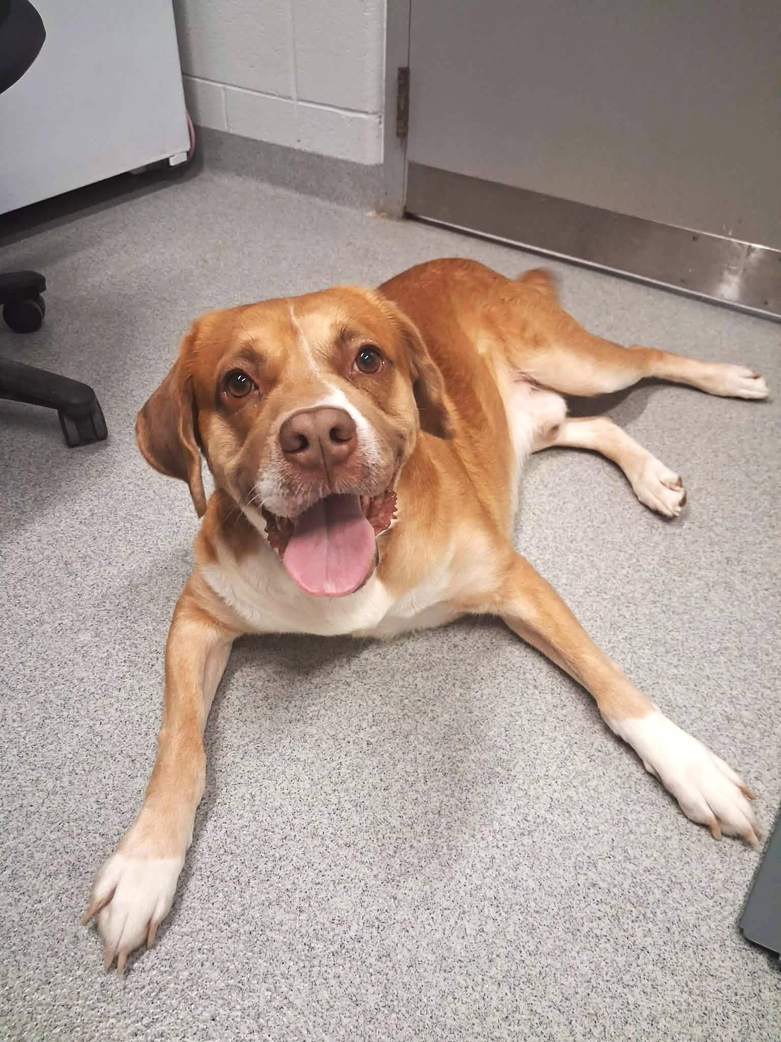 Sloan, Adoptable, Adult Male Mixed Breed.