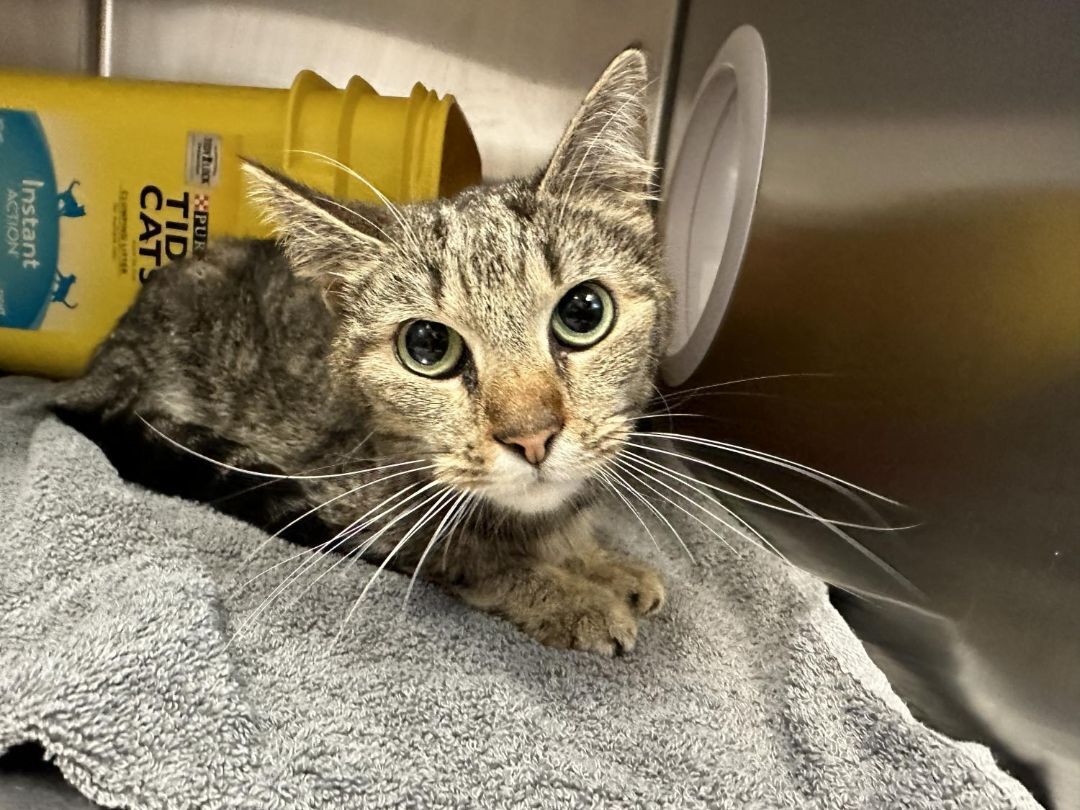 Nara, Adopted, Adult Female Domestic Short Hair.