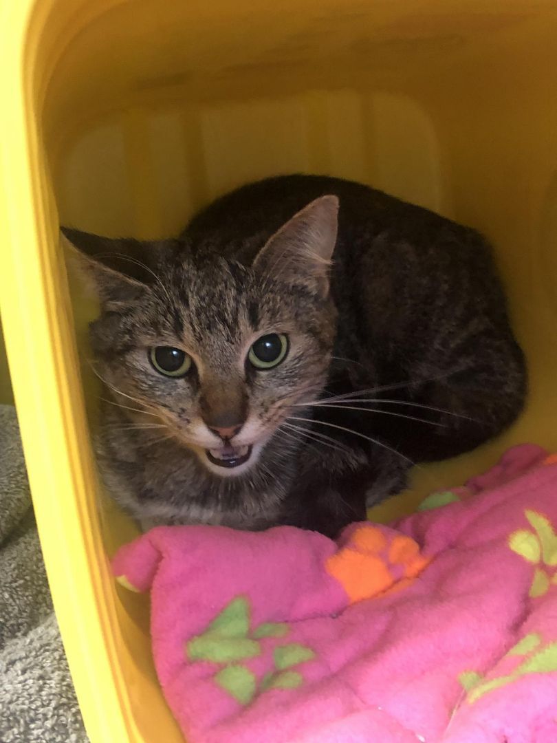 Enlarge Nara, a Adopted Domestic Short Hair in Richmond, VA image 2/3