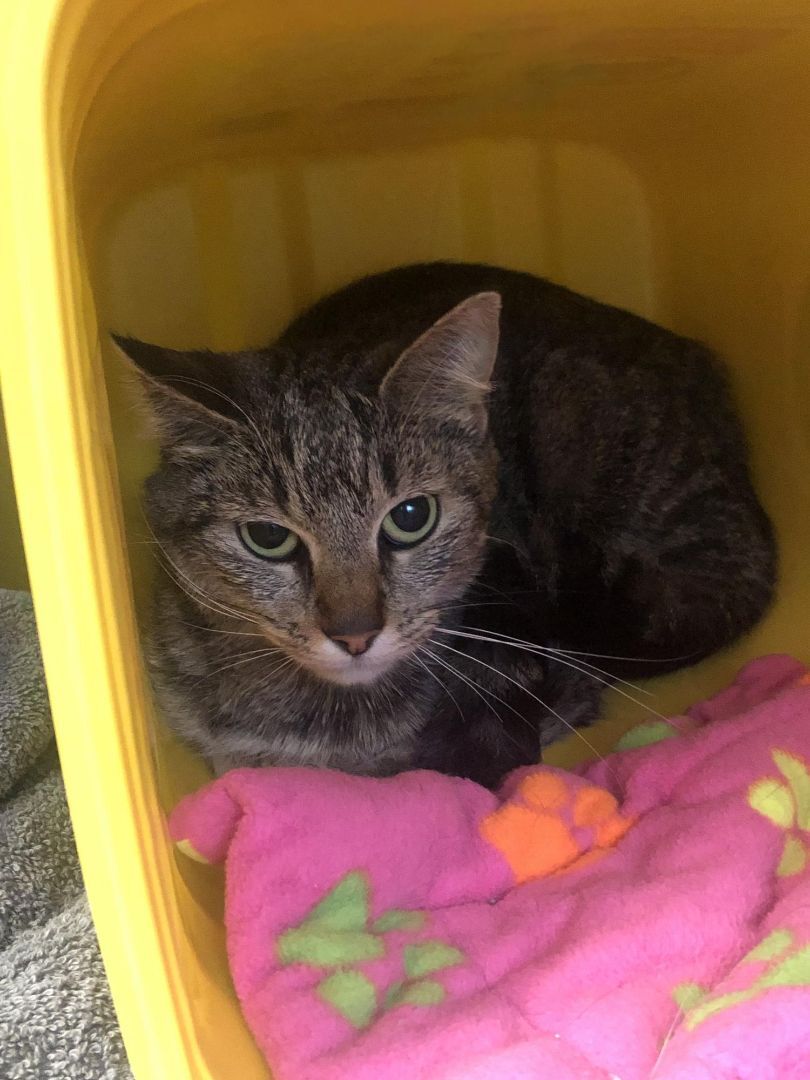 Enlarge Nara, a Adopted Domestic Short Hair in Richmond, VA image 3/3