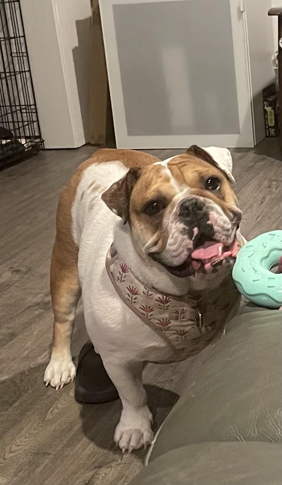 Macy, a Adopted English Bulldog in Gilroy, CA image 1/5