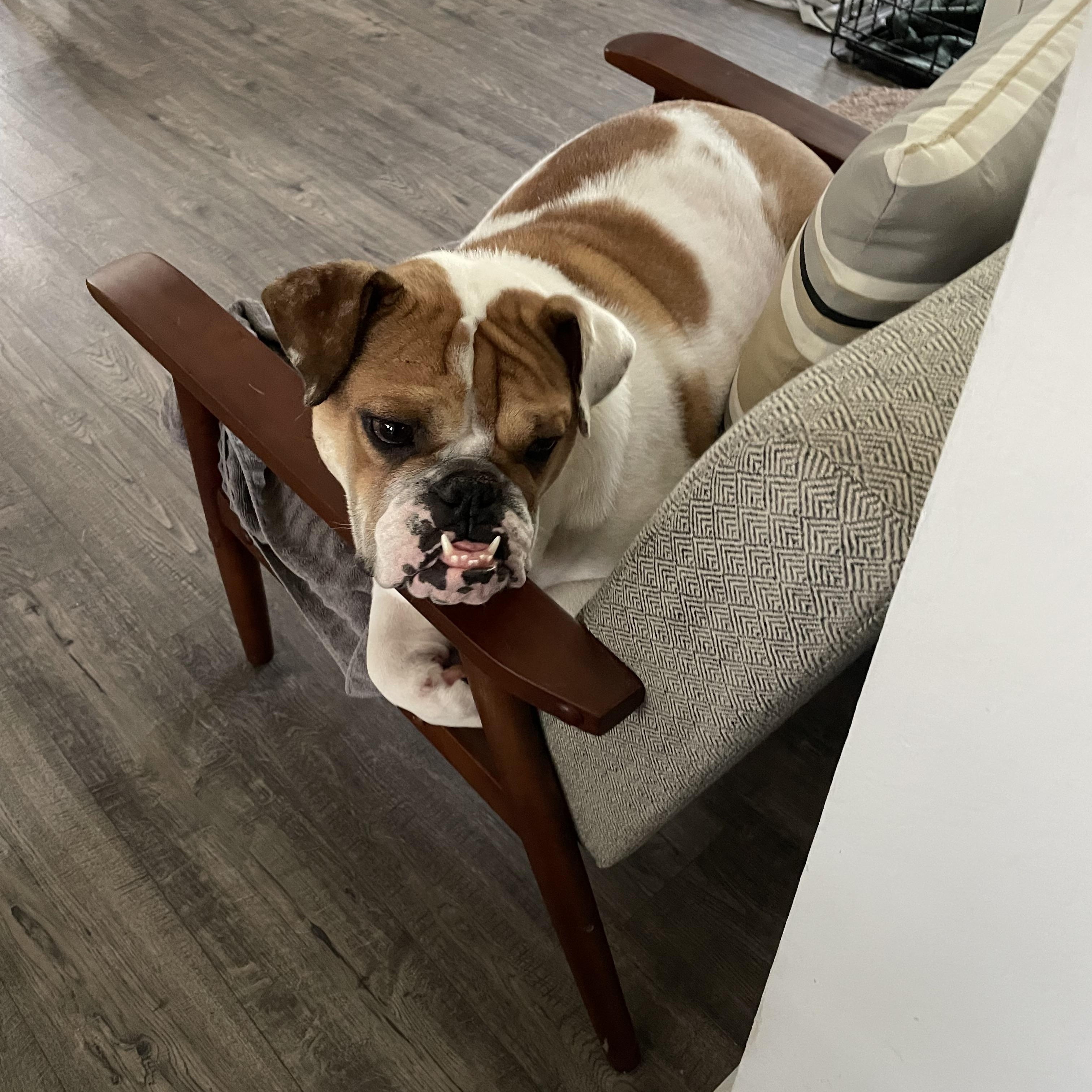 Macy, a Adopted English Bulldog in Gilroy, CA image 5/5