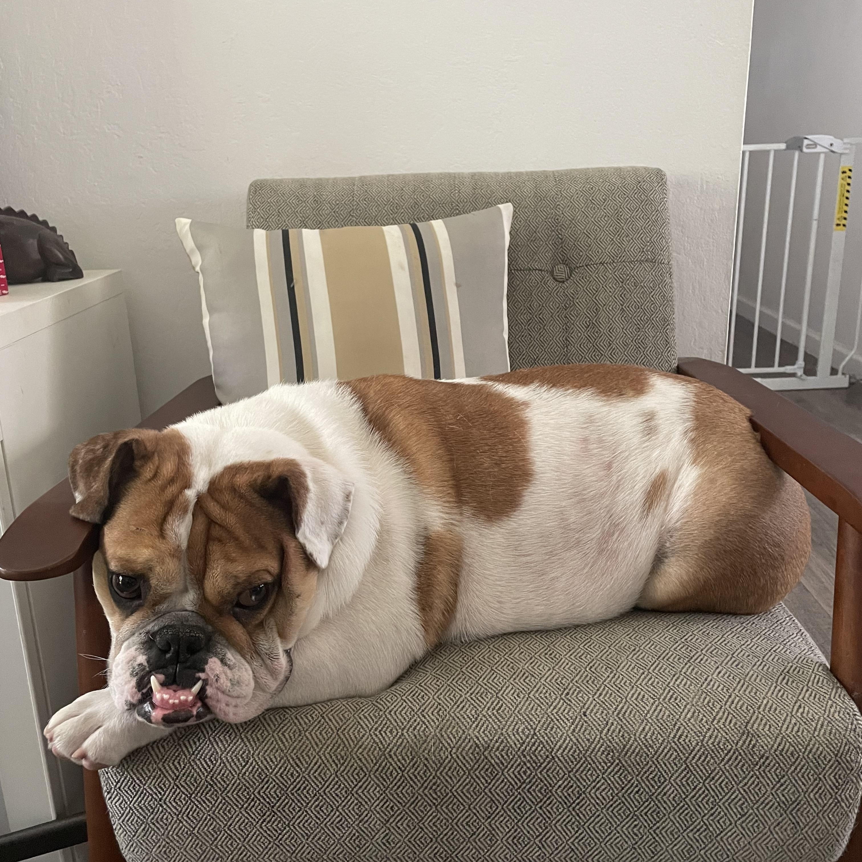 Macy, a Adopted English Bulldog in Gilroy, CA image 4/5
