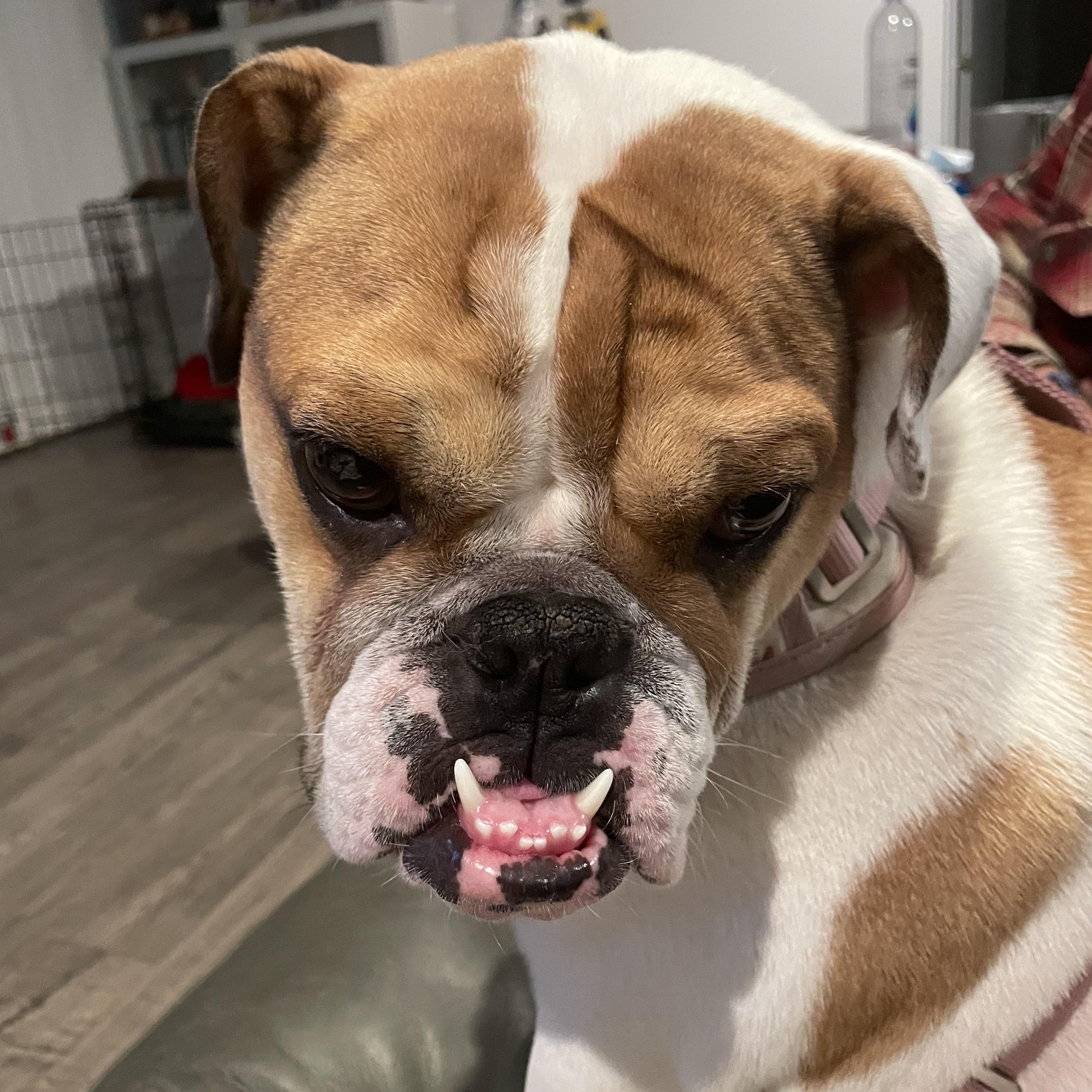 Macy, a Adopted English Bulldog in Gilroy, CA image 3/5