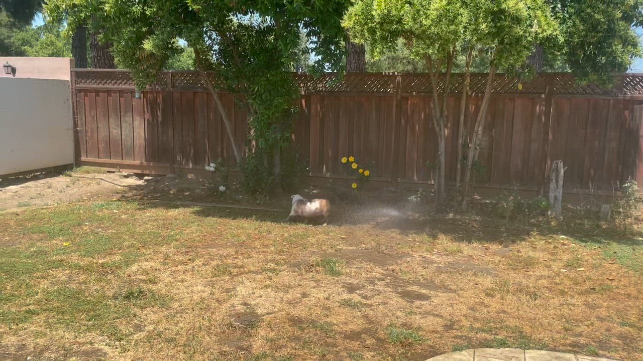 Enlarge Macy, a Adopted English Bulldog in Gilroy, CA video 2/5