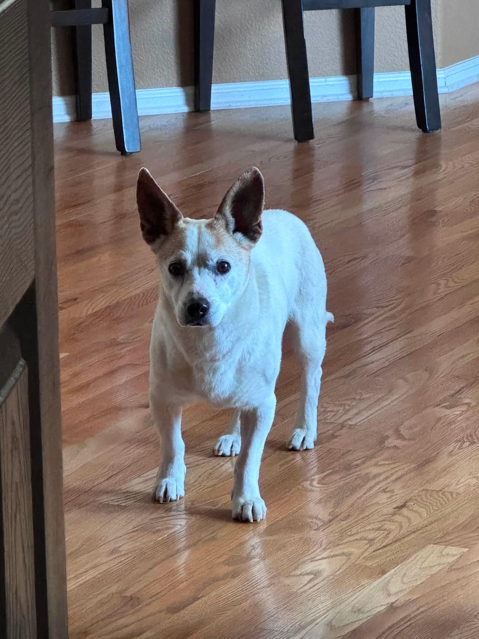 Yogi, Adoptable, Adult Male Jack Russell Terrier & Mixed Breed.