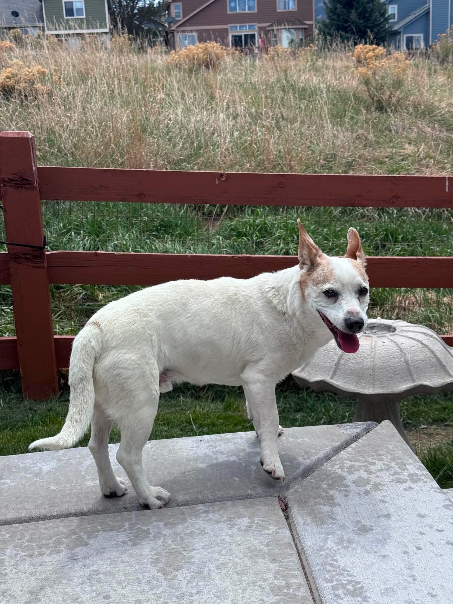 Enlarge Yogi, a Adoptable mixed breed in Thornton, CO image 3/5
