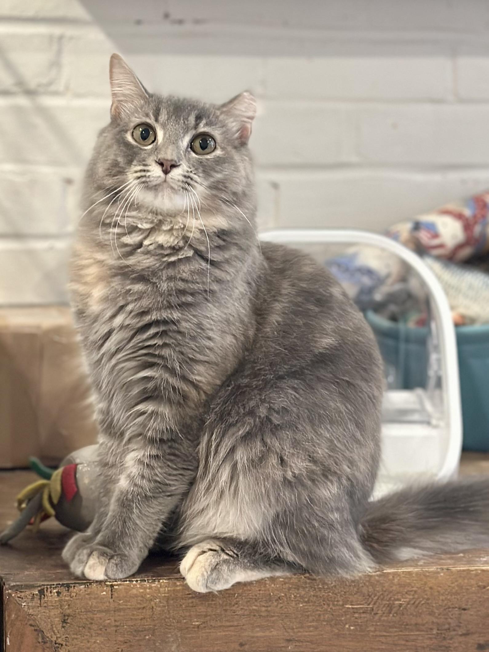 Solstice, Adoptable, Kitten Female Domestic Long Hair.