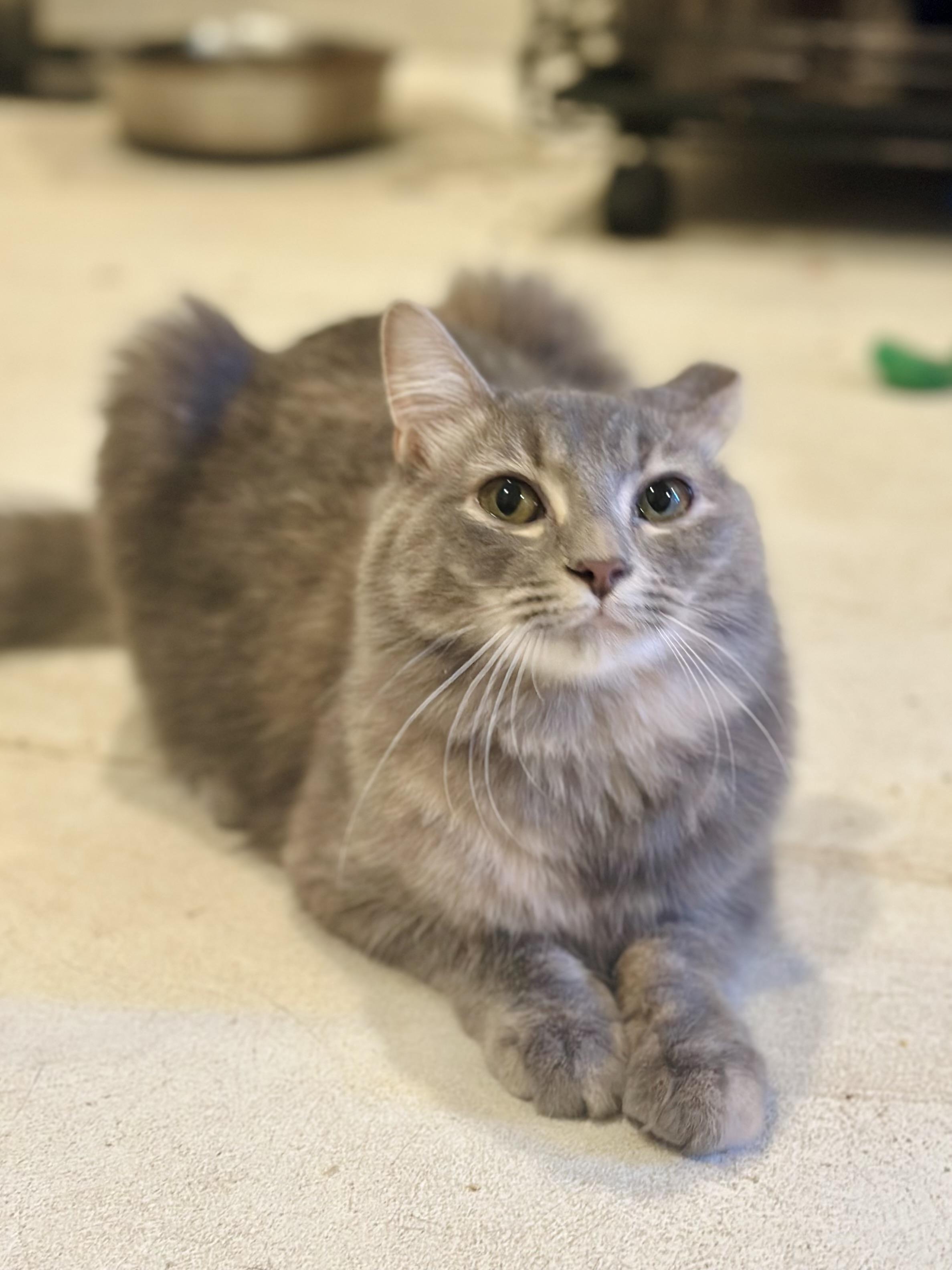 Solstice, Adoptable, Young Female Domestic Long Hair.