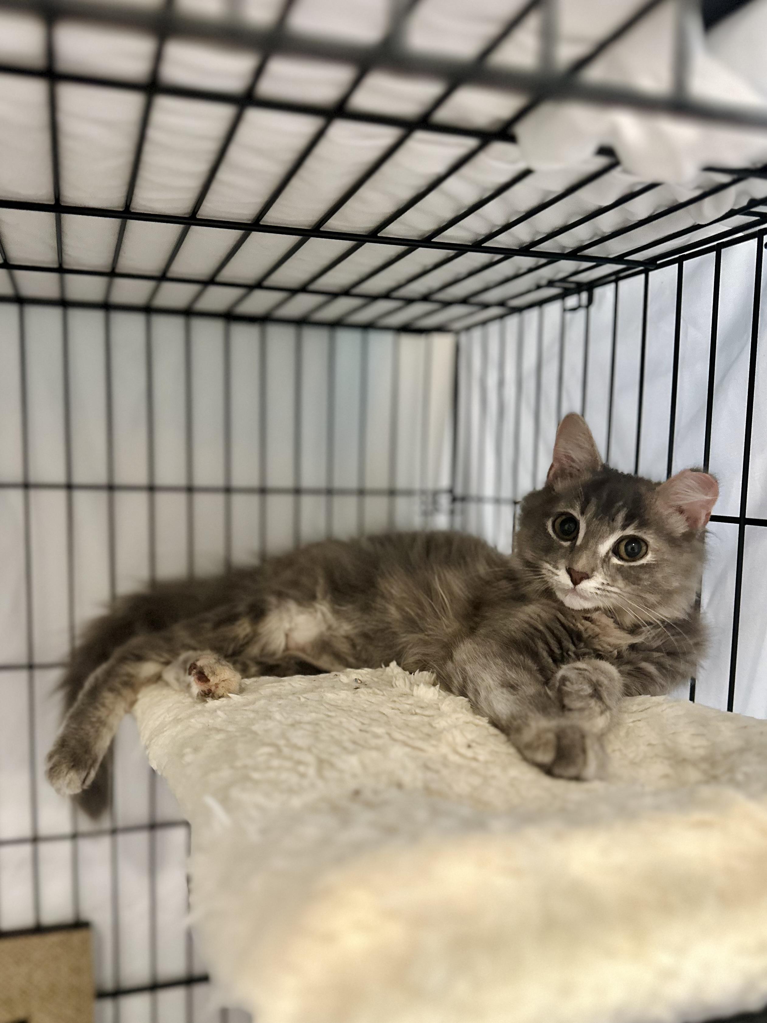 Enlarge Solstice, a Adoptable Domestic Long Hair in Suffolk, VA image 5/6