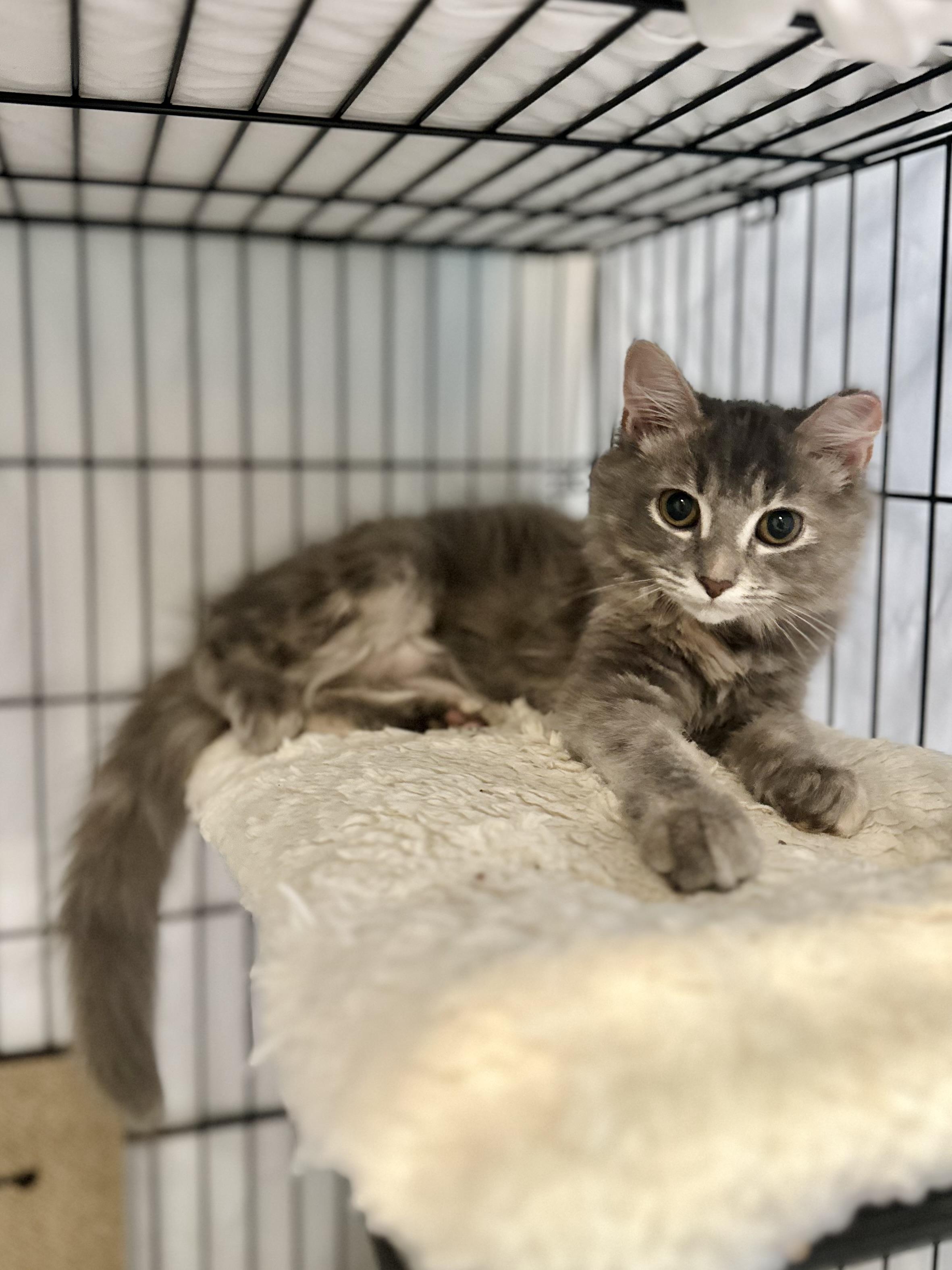 Enlarge Solstice, a Adoptable Domestic Long Hair in Suffolk, VA image 3/6