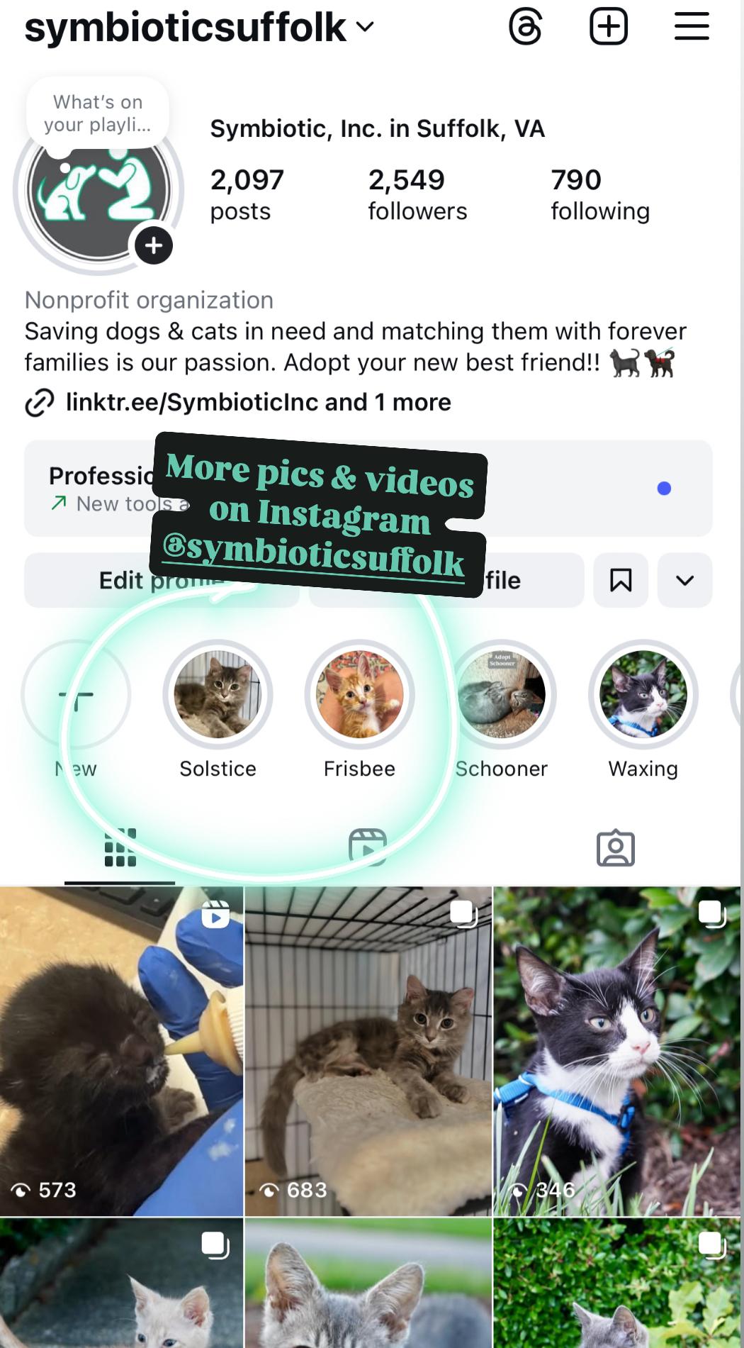 Enlarge Solstice, a Adoptable Domestic Long Hair in Suffolk, VA image 4/6