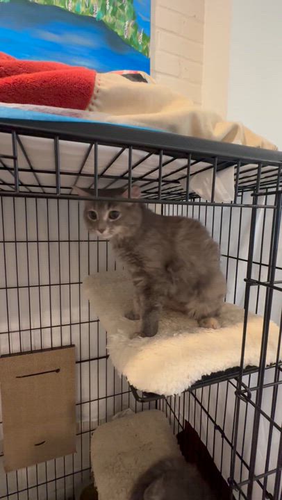 Enlarge Solstice, a Adoptable Domestic Long Hair in Suffolk, VA video 6/6
