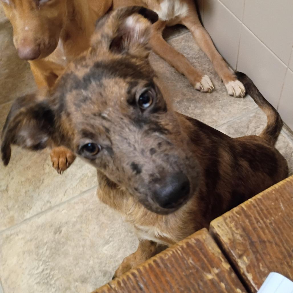 Murphy, Adoptable, Puppy Male Vizsla & Mixed Breed.