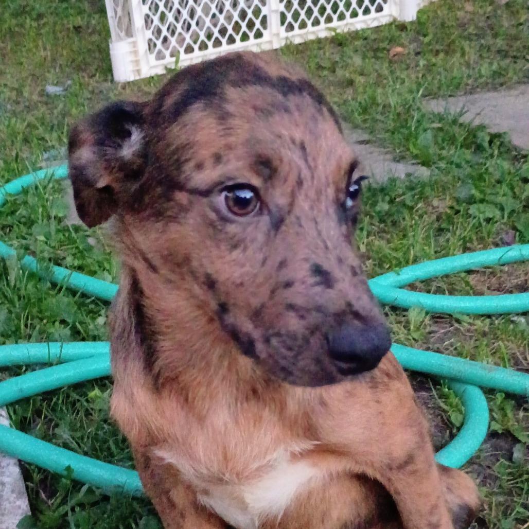 Enlarge Murphy, a Adoptable mixed breed in Lima, OH image 2/3