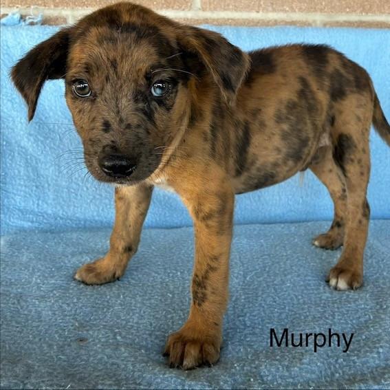 Enlarge Murphy, a Adoptable mixed breed in Lima, OH image 3/3