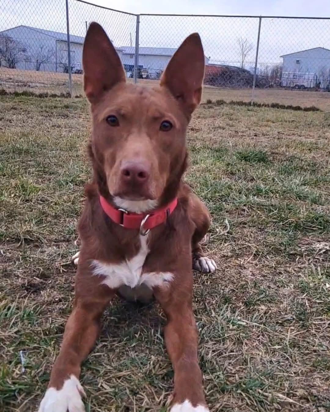 Cooper, Adoptable, Adult Male Mixed Breed.