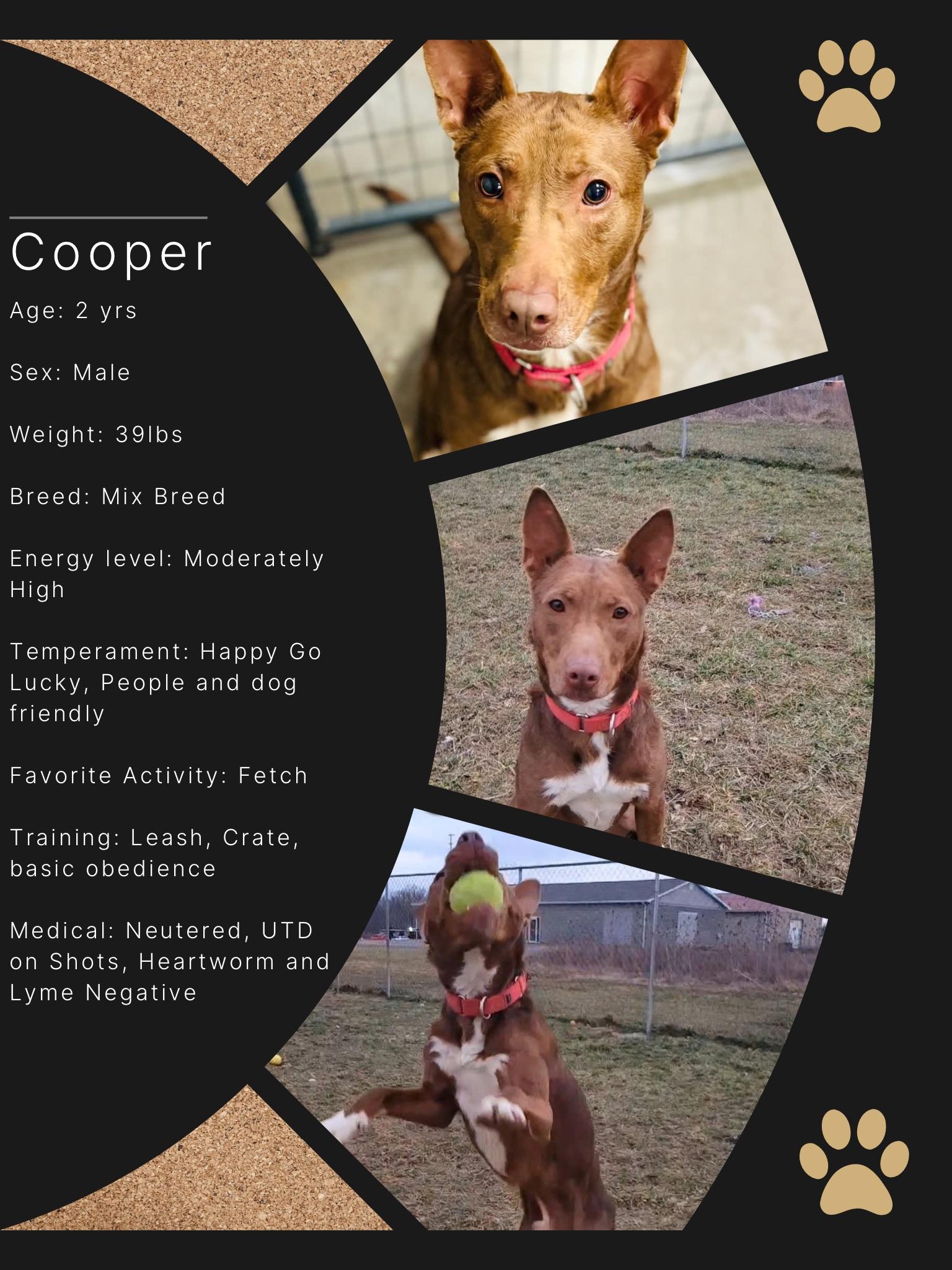 Cooper, a Adoptable mixed breed in Ashland, KY image 1/4