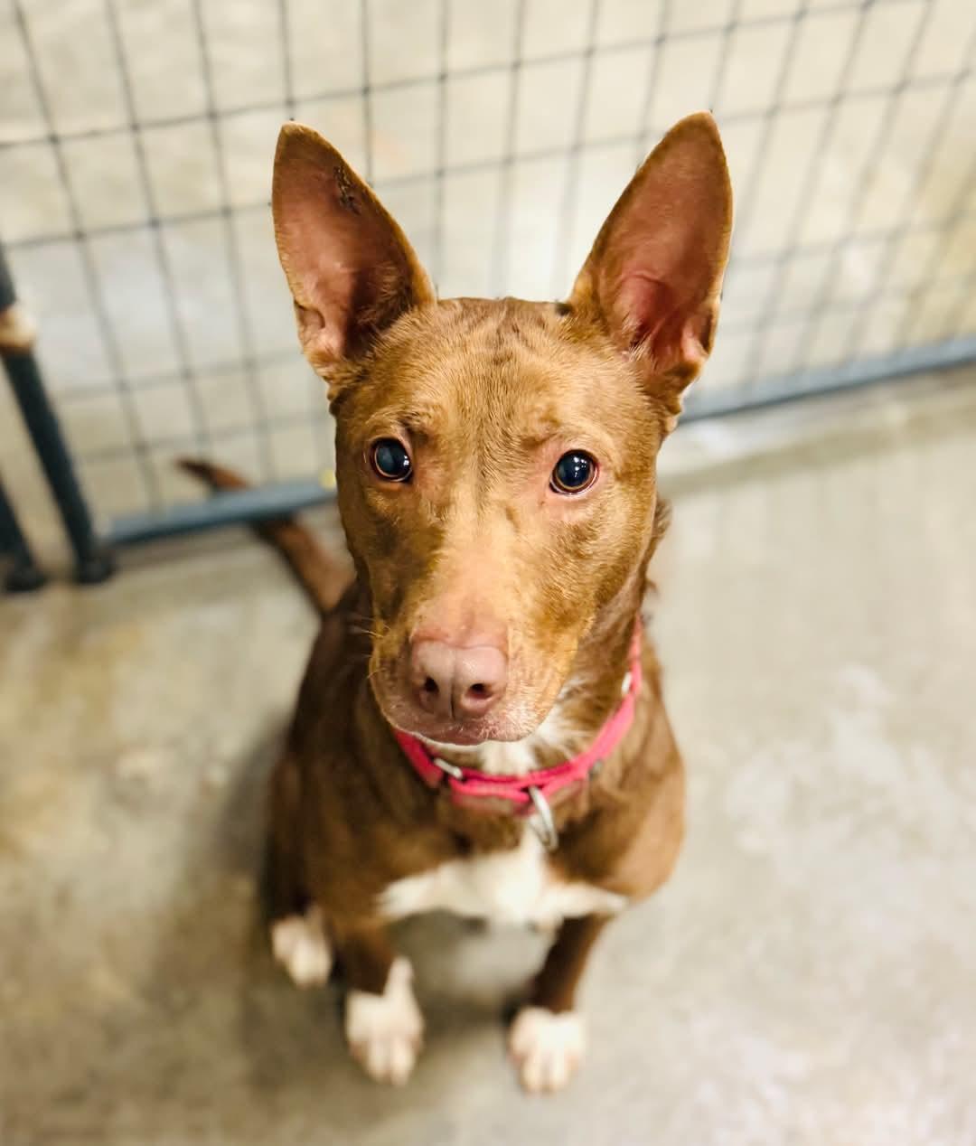 Cooper, a Adoptable Mixed Breed in Ashland, KY image 2/3