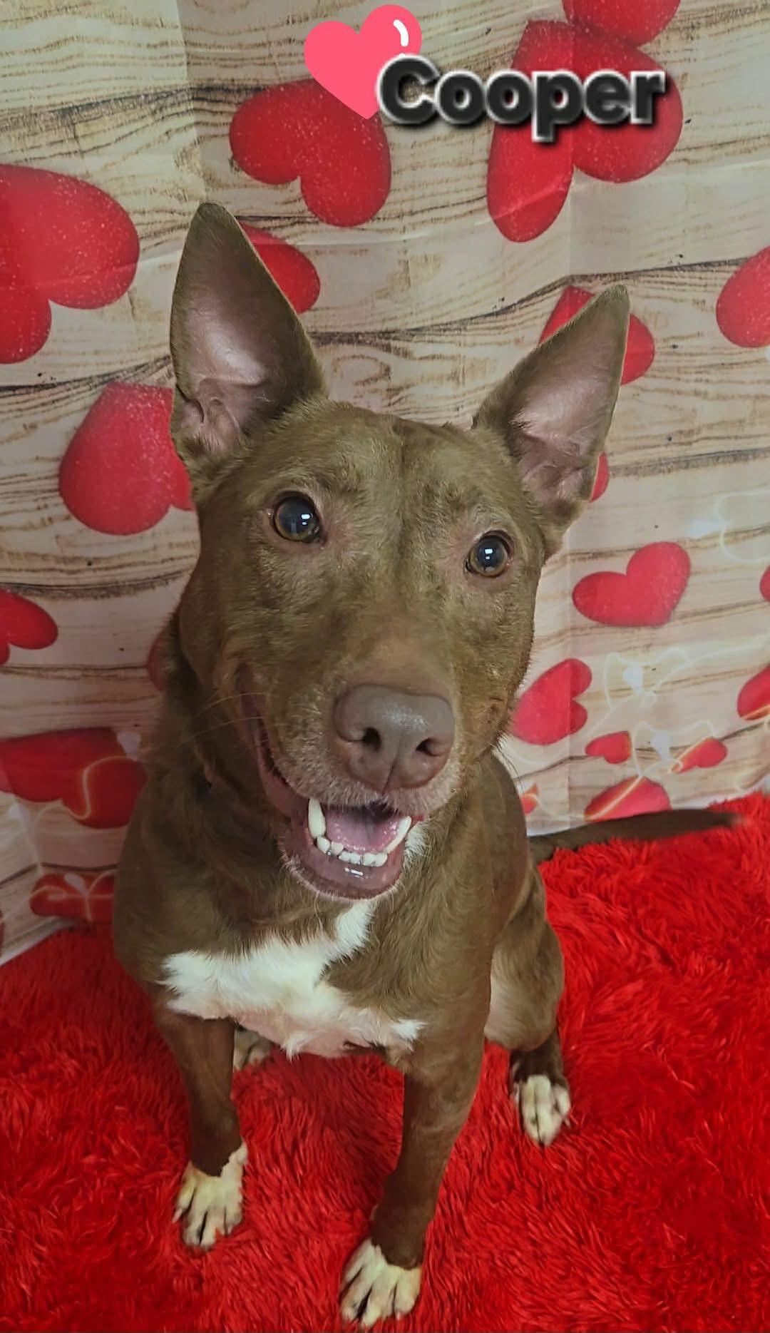 Enlarge Cooper, a Adoptable mixed breed in Ashland, KY image 2/6