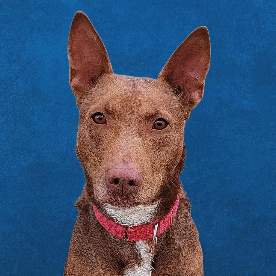 Cooper, a Adoptable mixed breed in Ashland, KY image 2/4