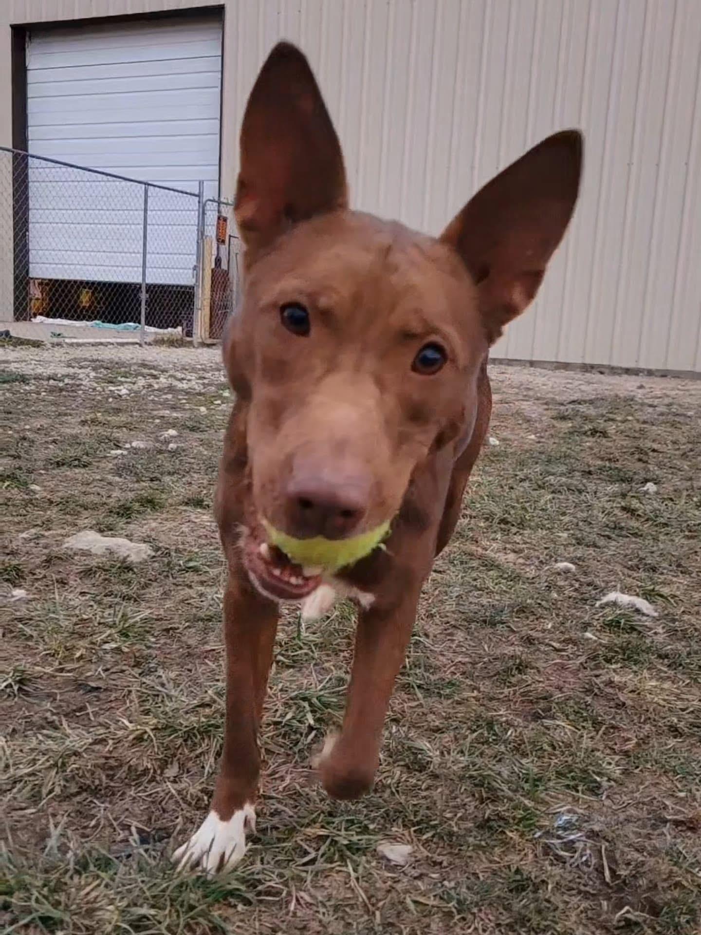 Cooper, a Adoptable mixed breed in Ashland, KY image 2/6