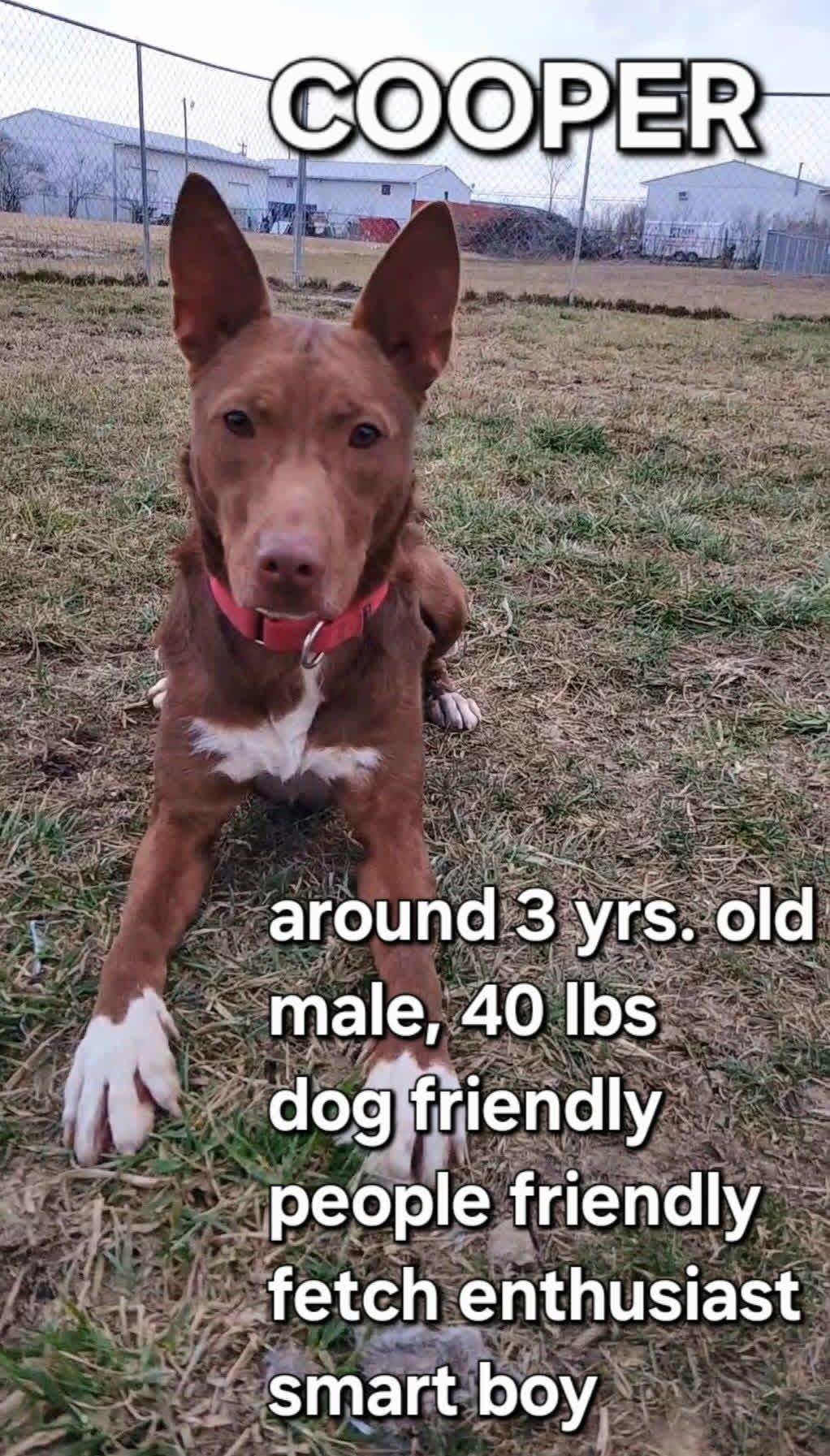 Cooper, a Adoptable mixed breed in Ashland, KY image 6/6