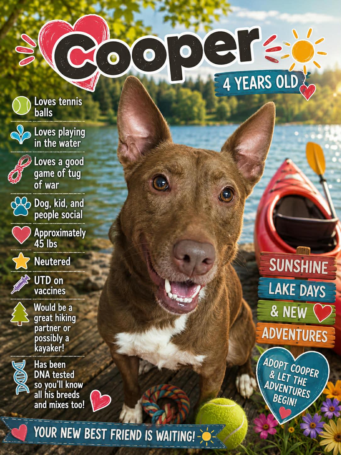 Cooper, Adoptable, Adult Male Mixed Breed.