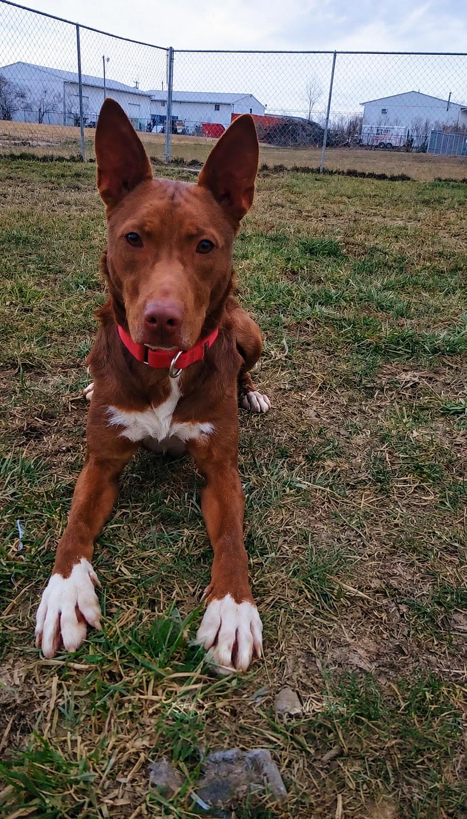Enlarge Cooper, a Adoptable mixed breed in Ashland, KY image 4/6