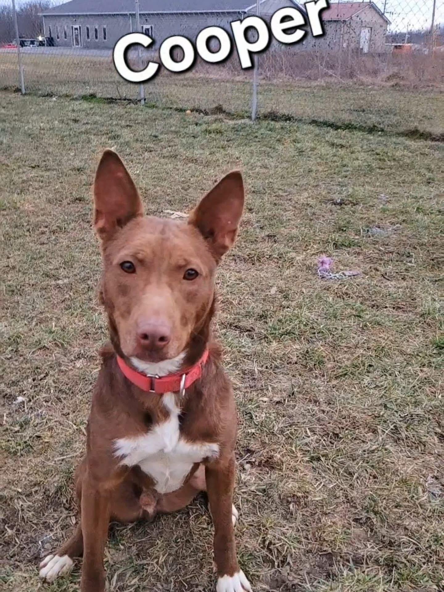 Cooper, a Adoptable mixed breed in Ashland, KY image 3/6