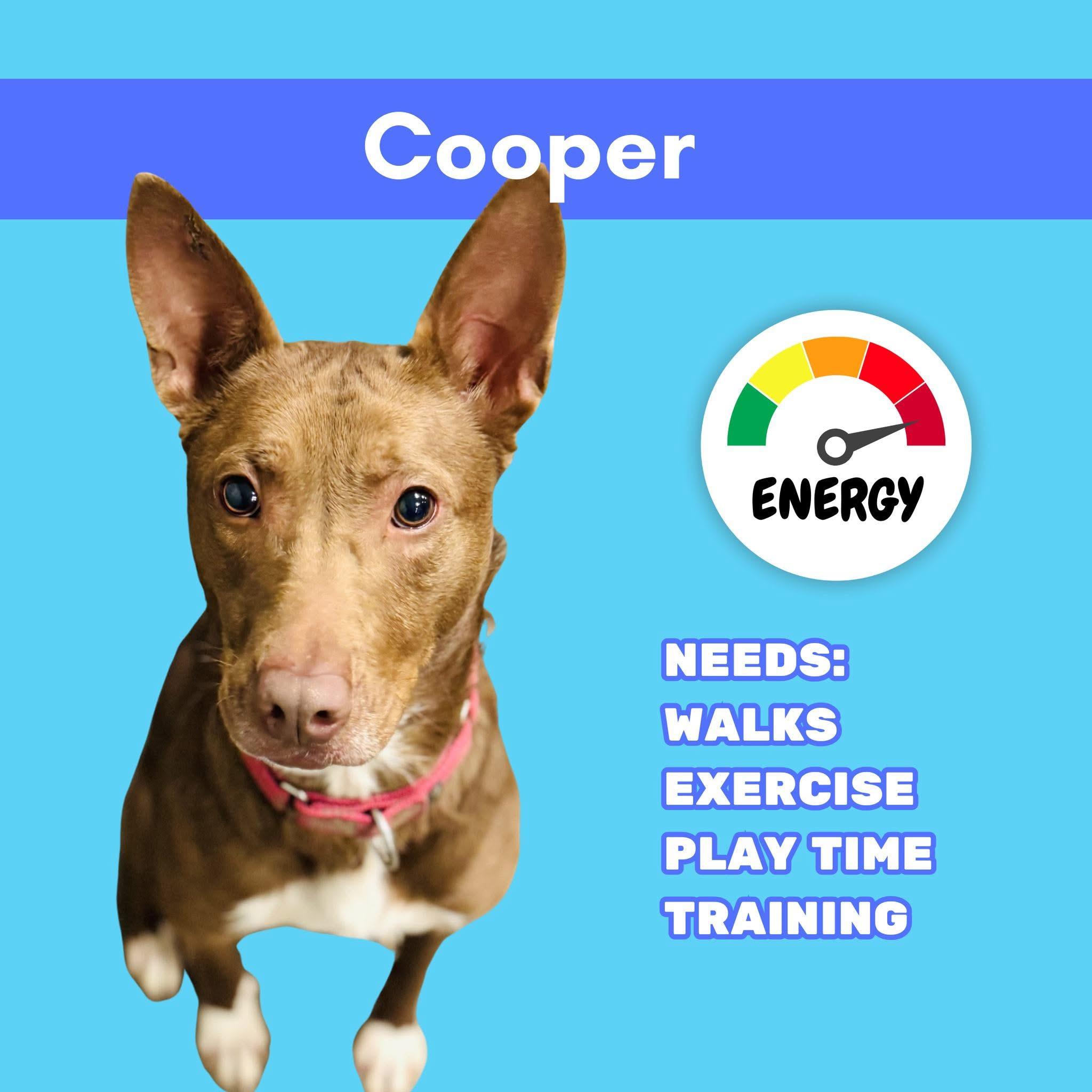 Cooper, a Adoptable mixed breed in Ashland, KY image 4/6