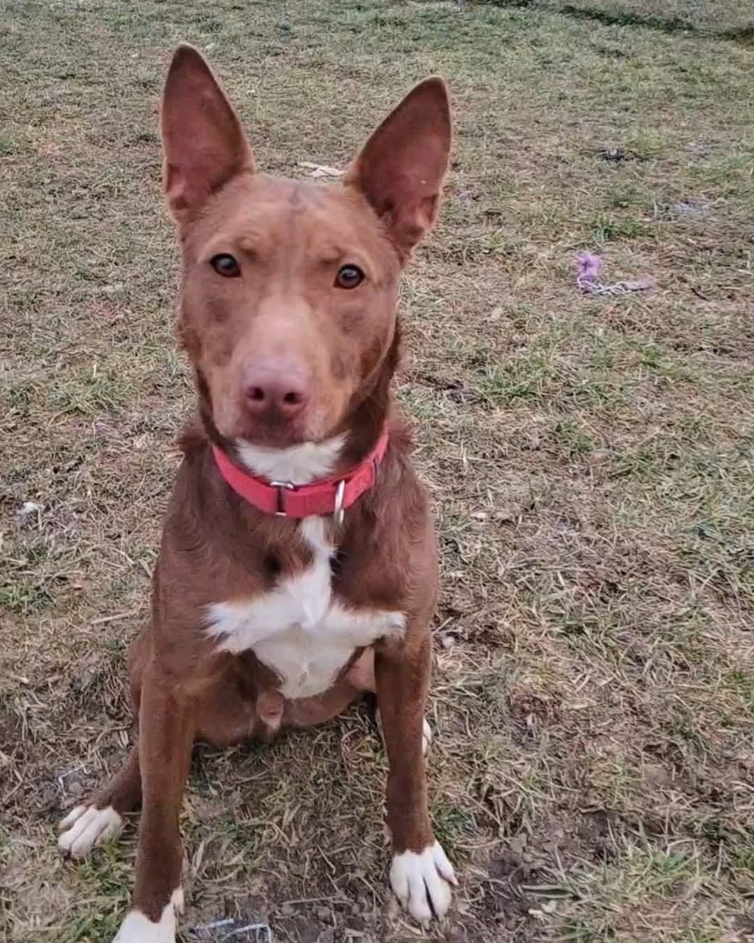Cooper, a Adoptable Mixed Breed in Ashland, KY image 3/3