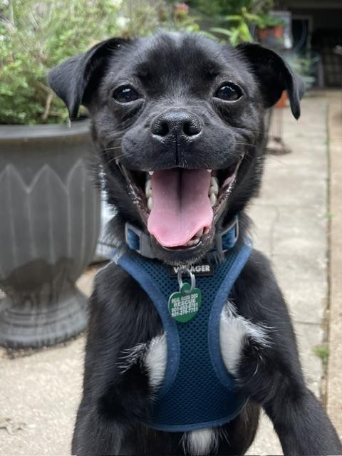 Enlarge Pebbles, a ADOPTABLE mixed breed in Memphis, TN image 3/6