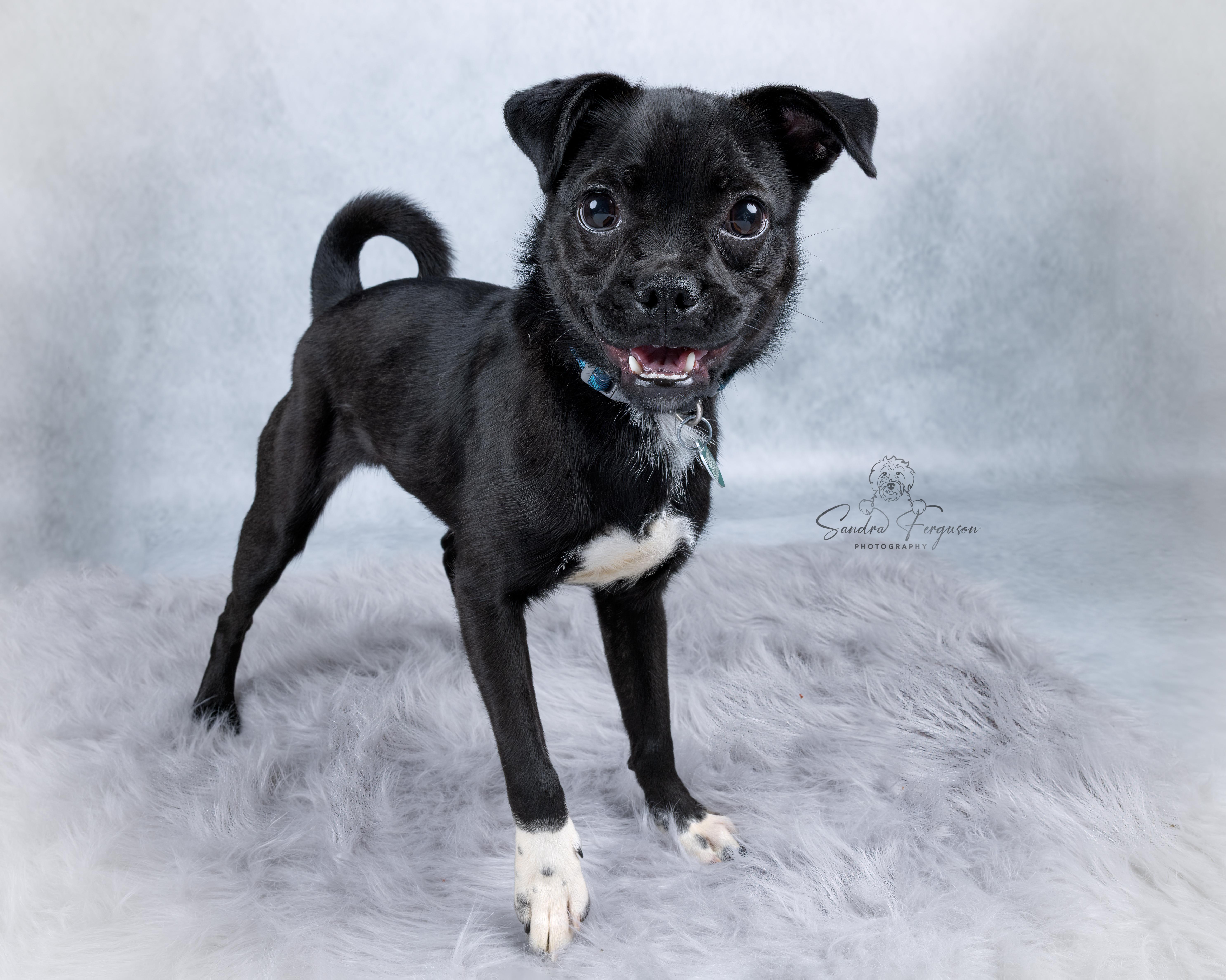Enlarge Pebbles, a ADOPTABLE mixed breed in Memphis, TN image 2/6