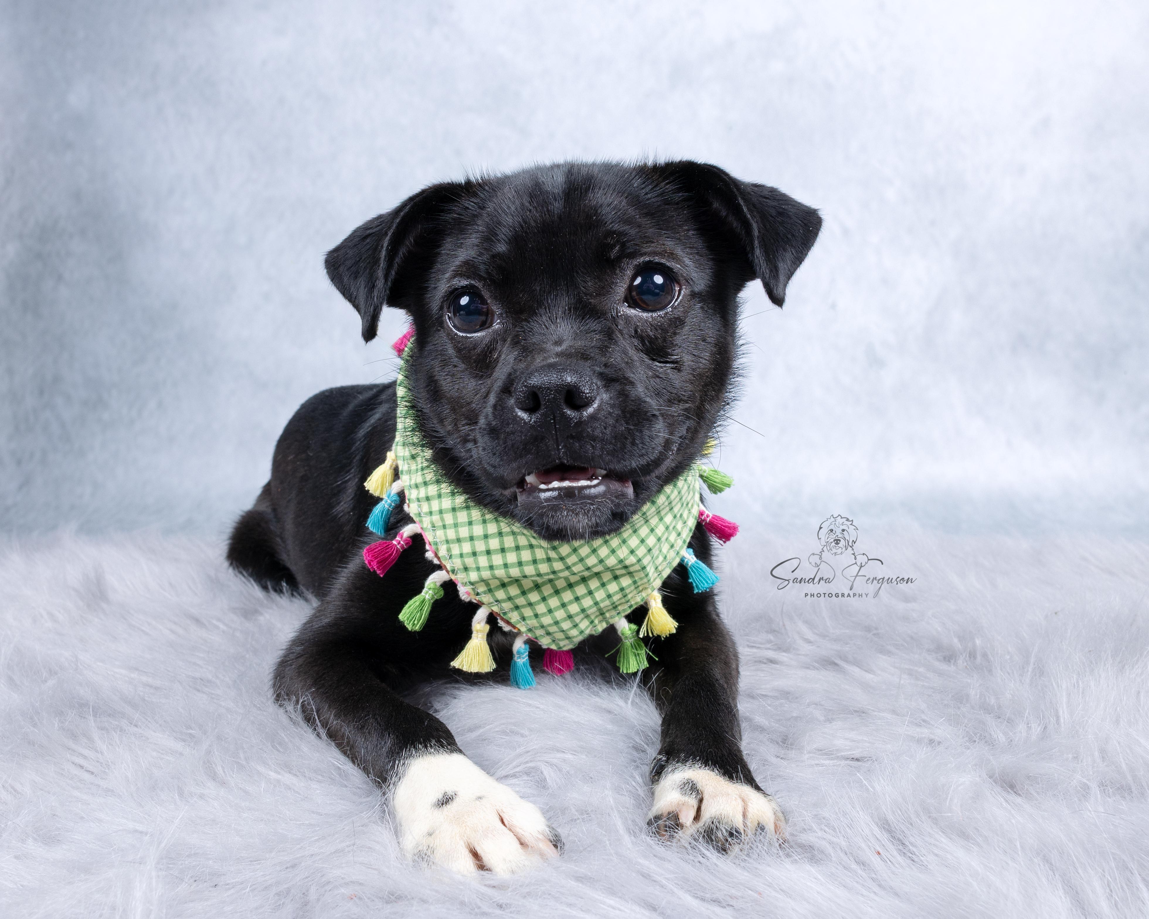 Enlarge Pebbles, a ADOPTABLE mixed breed in Memphis, TN image 5/6