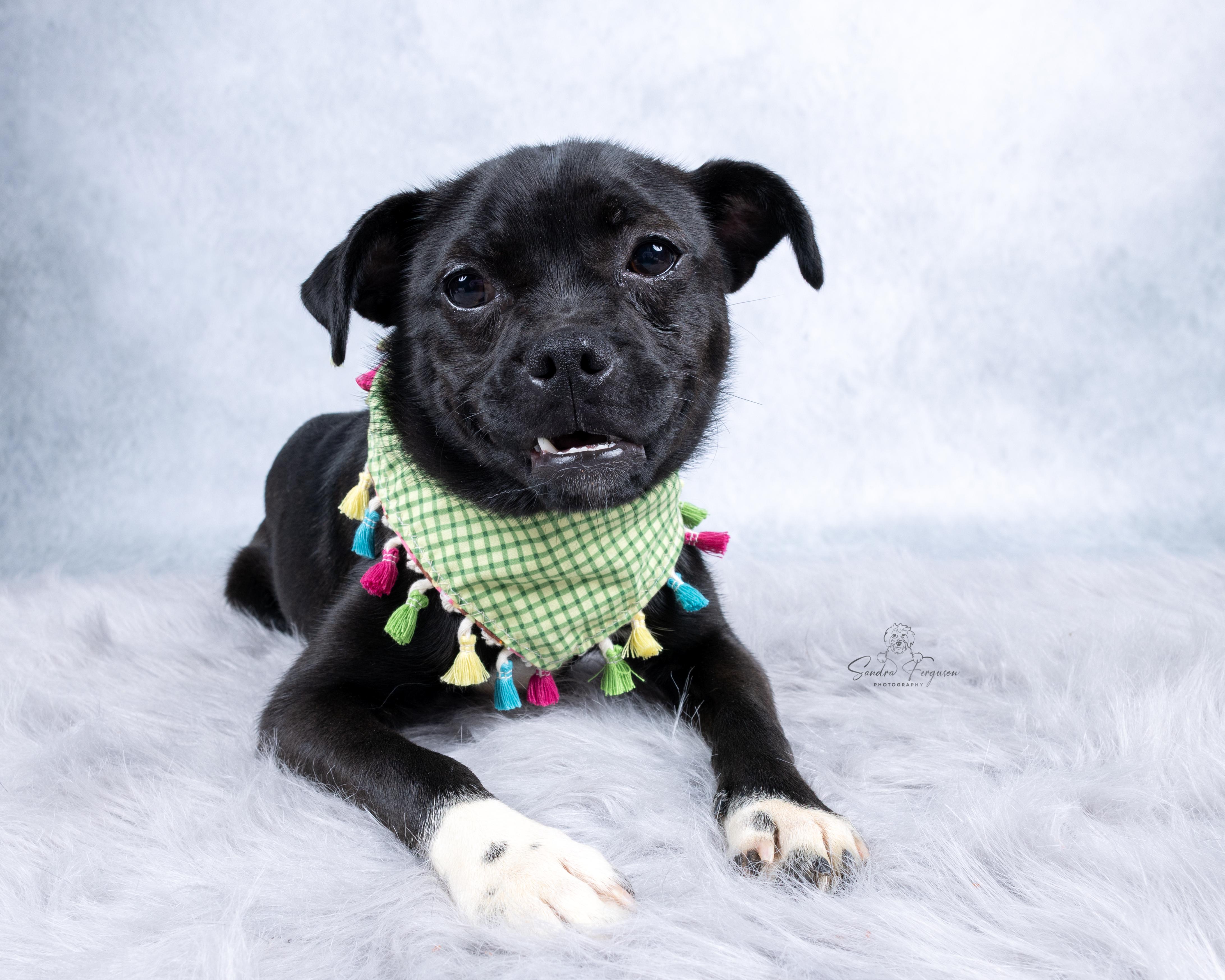Enlarge Pebbles, a ADOPTABLE mixed breed in Memphis, TN image 6/6