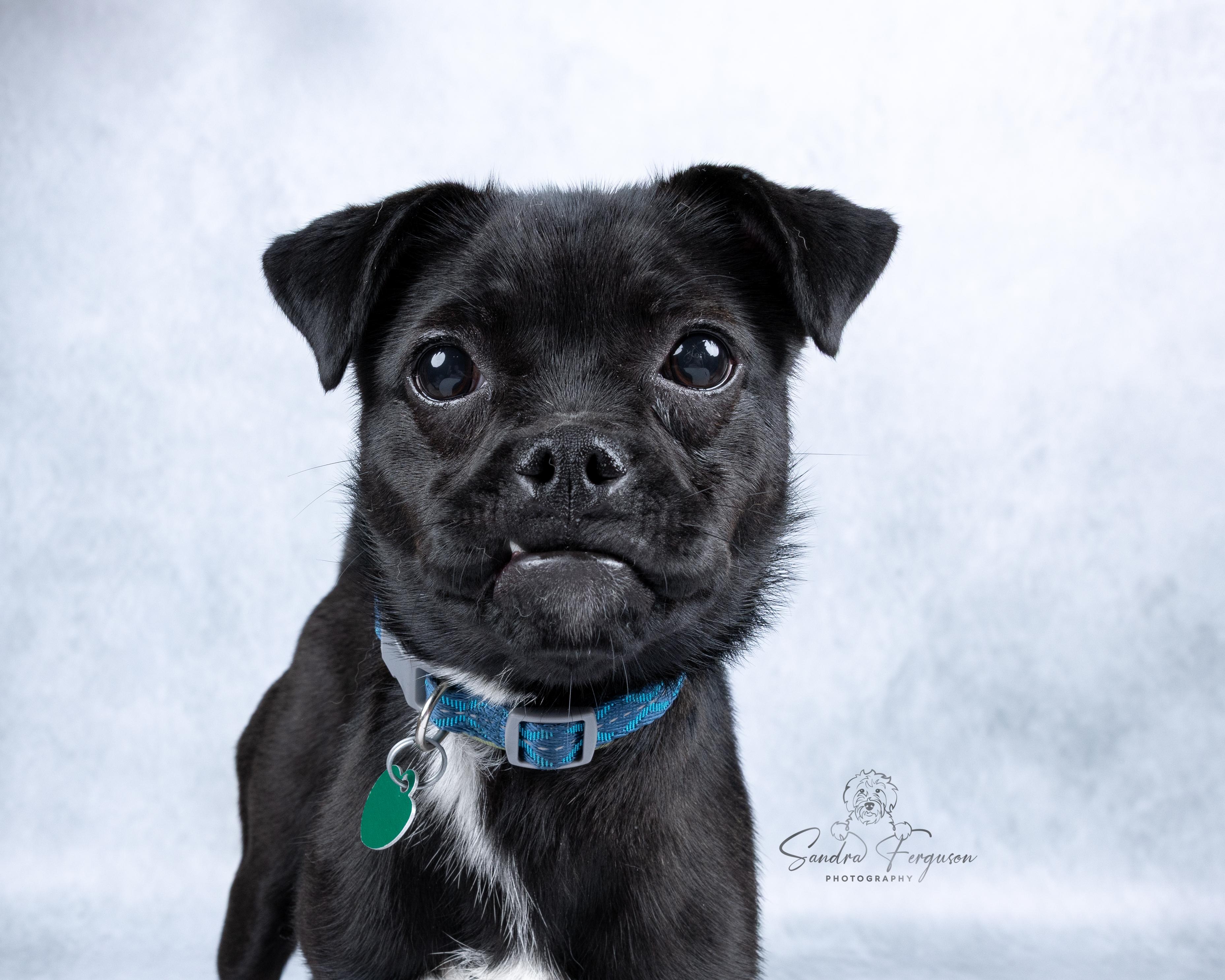 Enlarge Pebbles, a ADOPTABLE mixed breed in Memphis, TN image 4/6