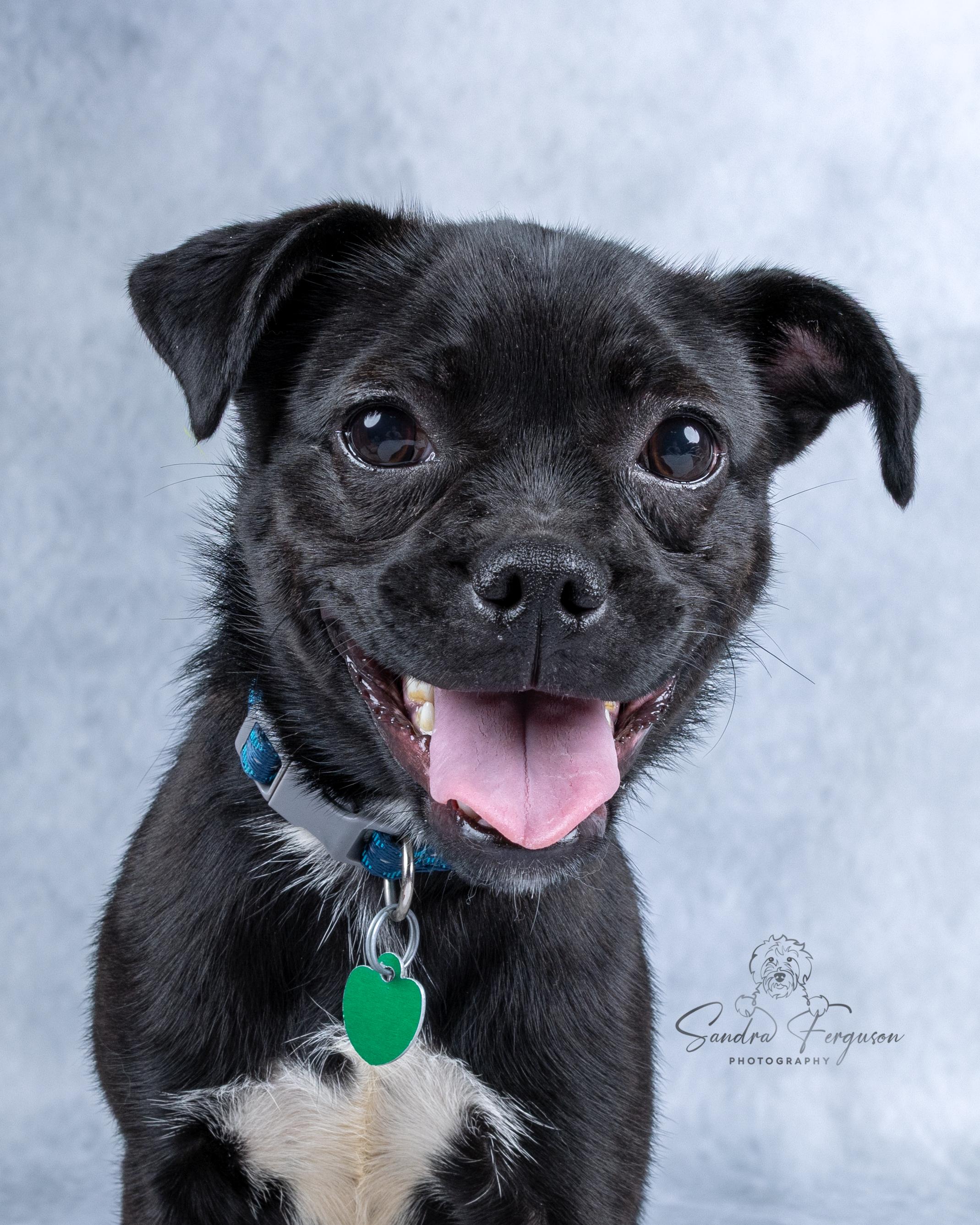 Pebbles, ADOPTABLE, Young Female Pug & Labrador Retriever.