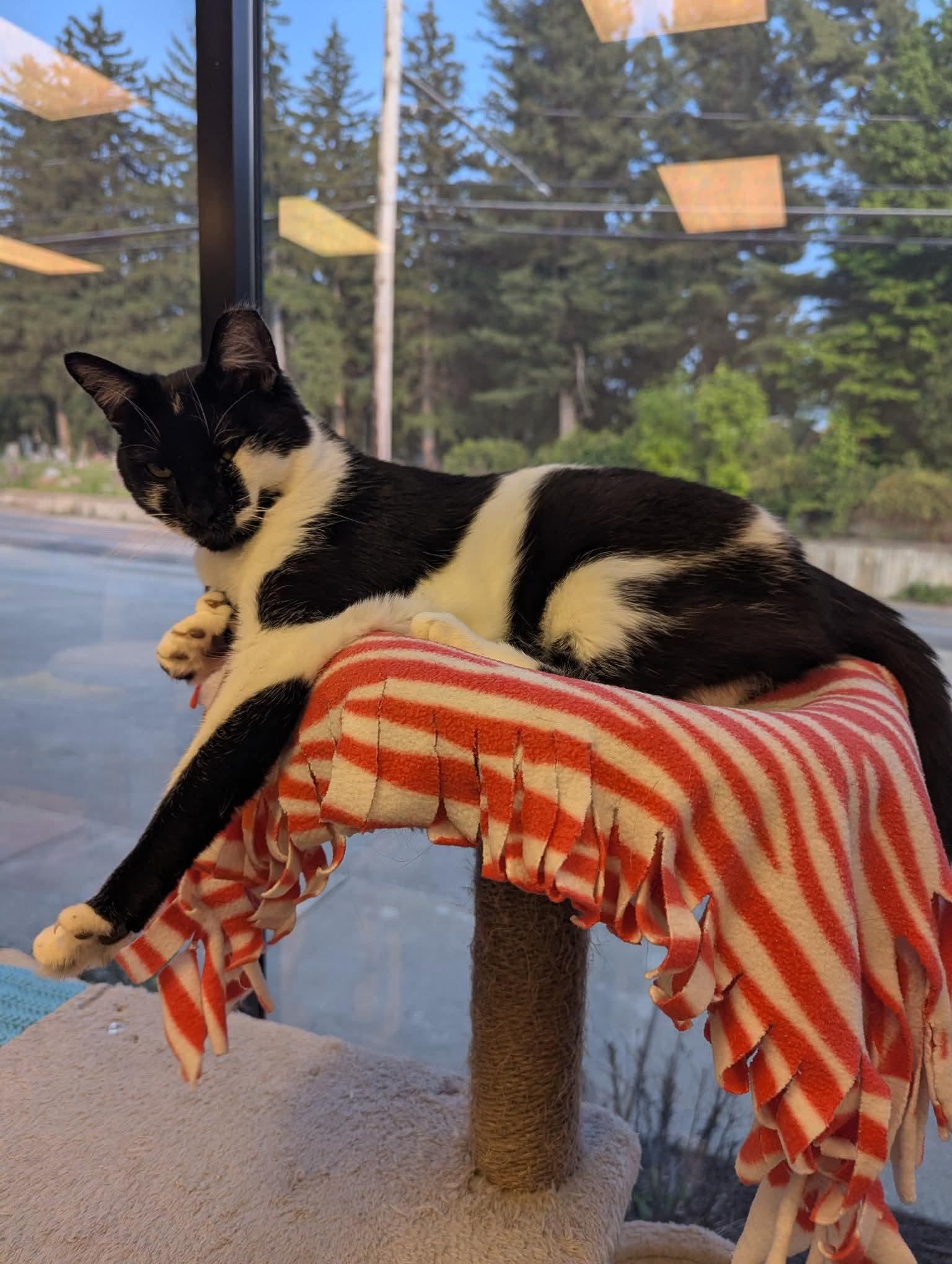 Hayden, Adoptable, Adult Female Domestic Short Hair.