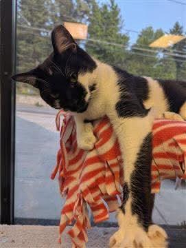 Hayden, a Adoptable Domestic Short Hair in Hamburg, NY image 2/3