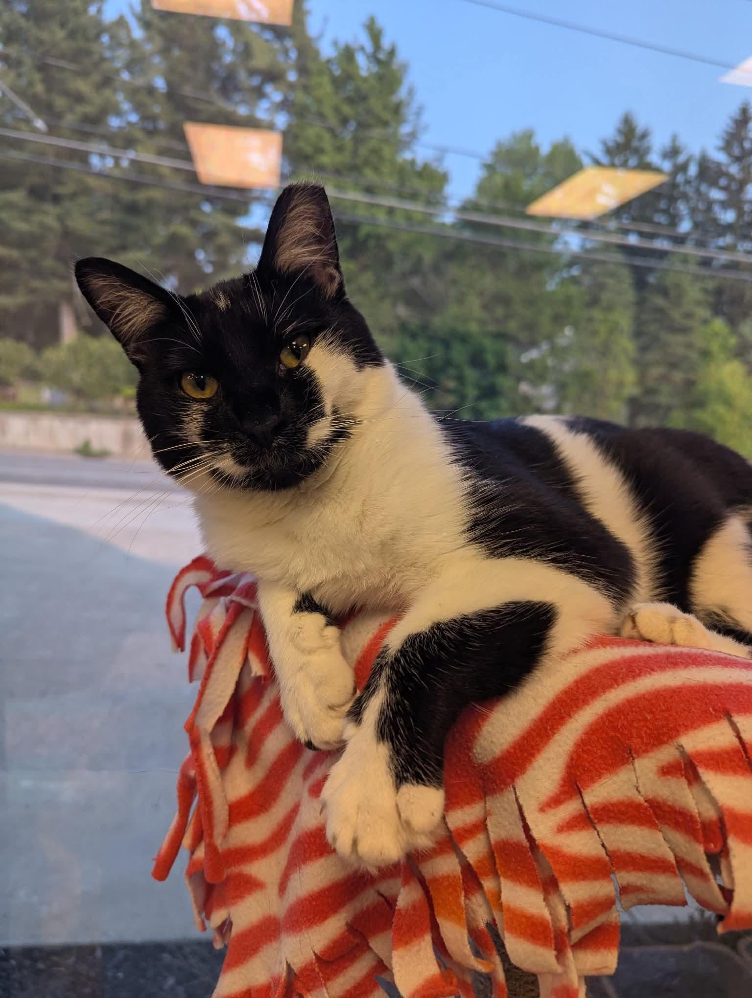 Hayden, Adoptable, Adult Female Domestic Short Hair.