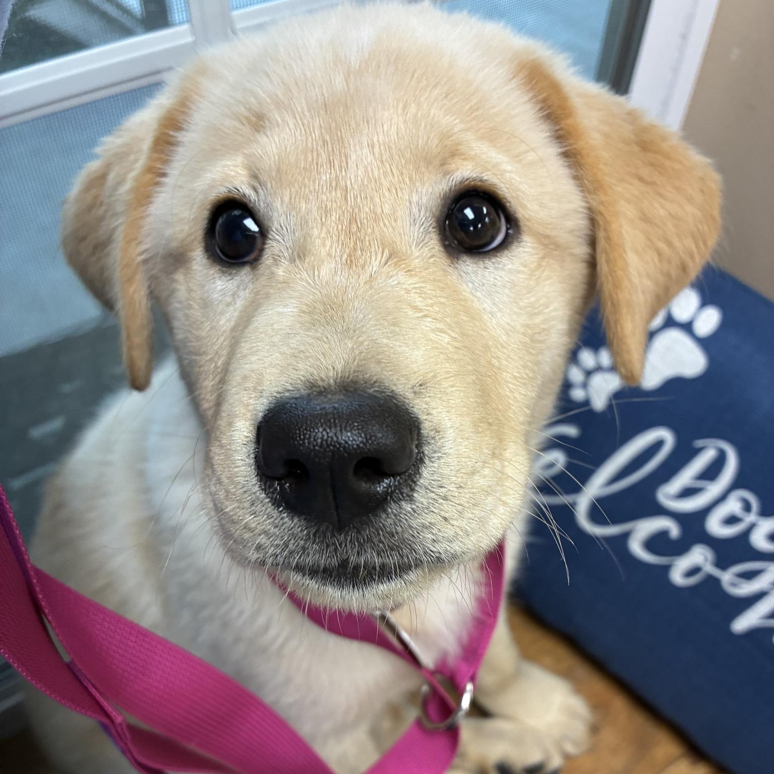 Enlarge Moonbeam, an adopted mixed breed in Chatham, NJ image 2/6