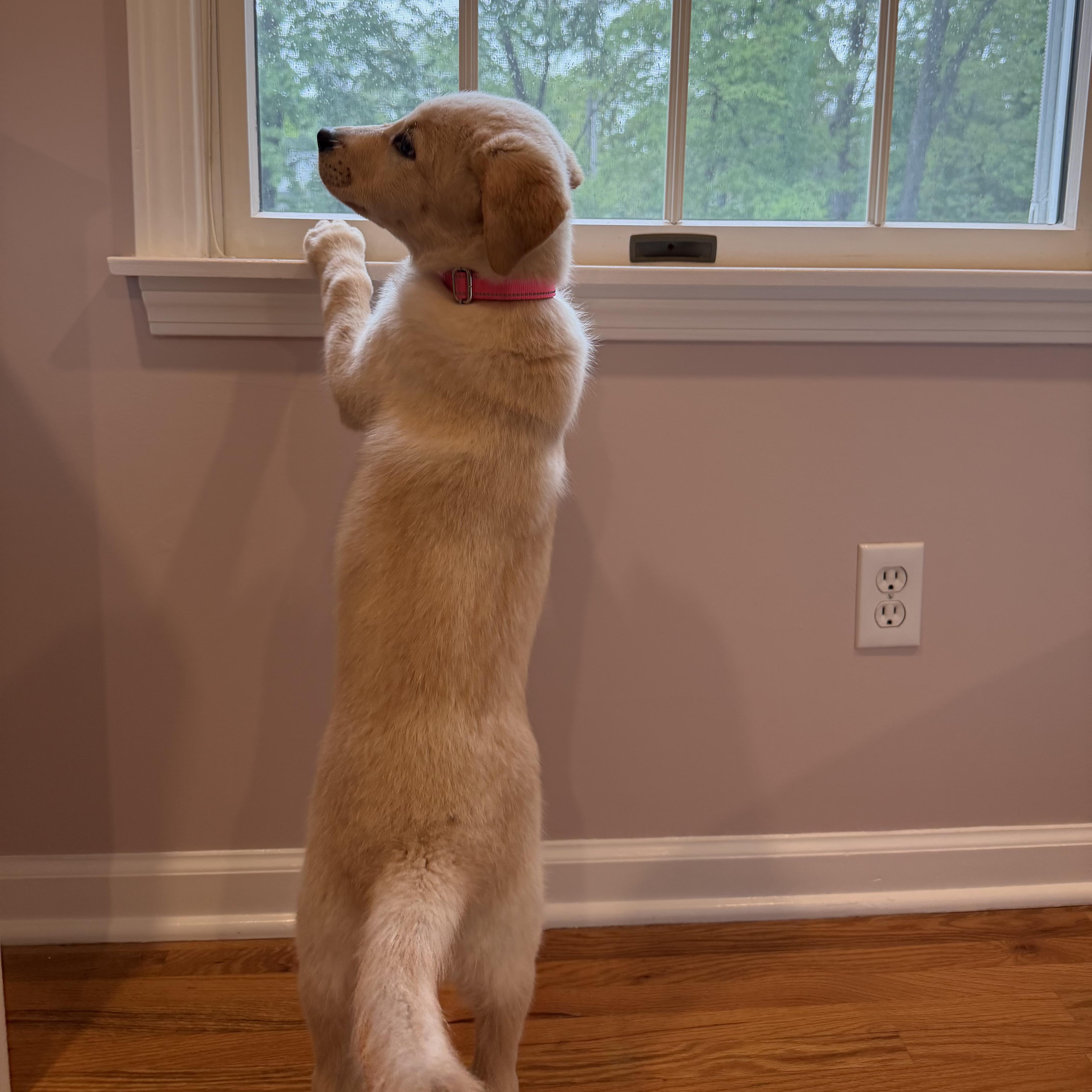Enlarge Moonbeam, an adopted mixed breed in Chatham, NJ image 5/6