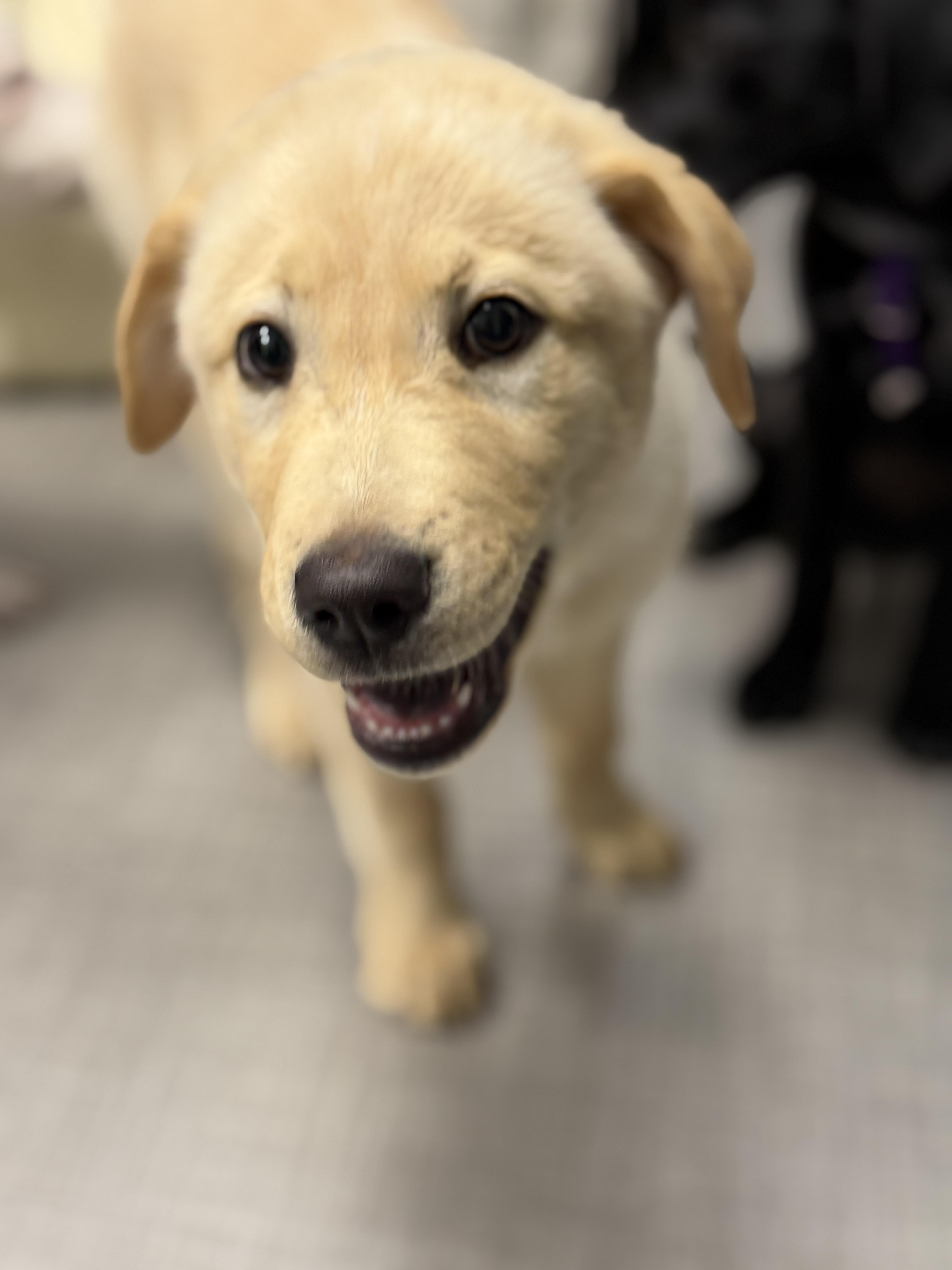 Moonbeam, adopted, Puppy Female Labrador Retriever & Chow Chow.