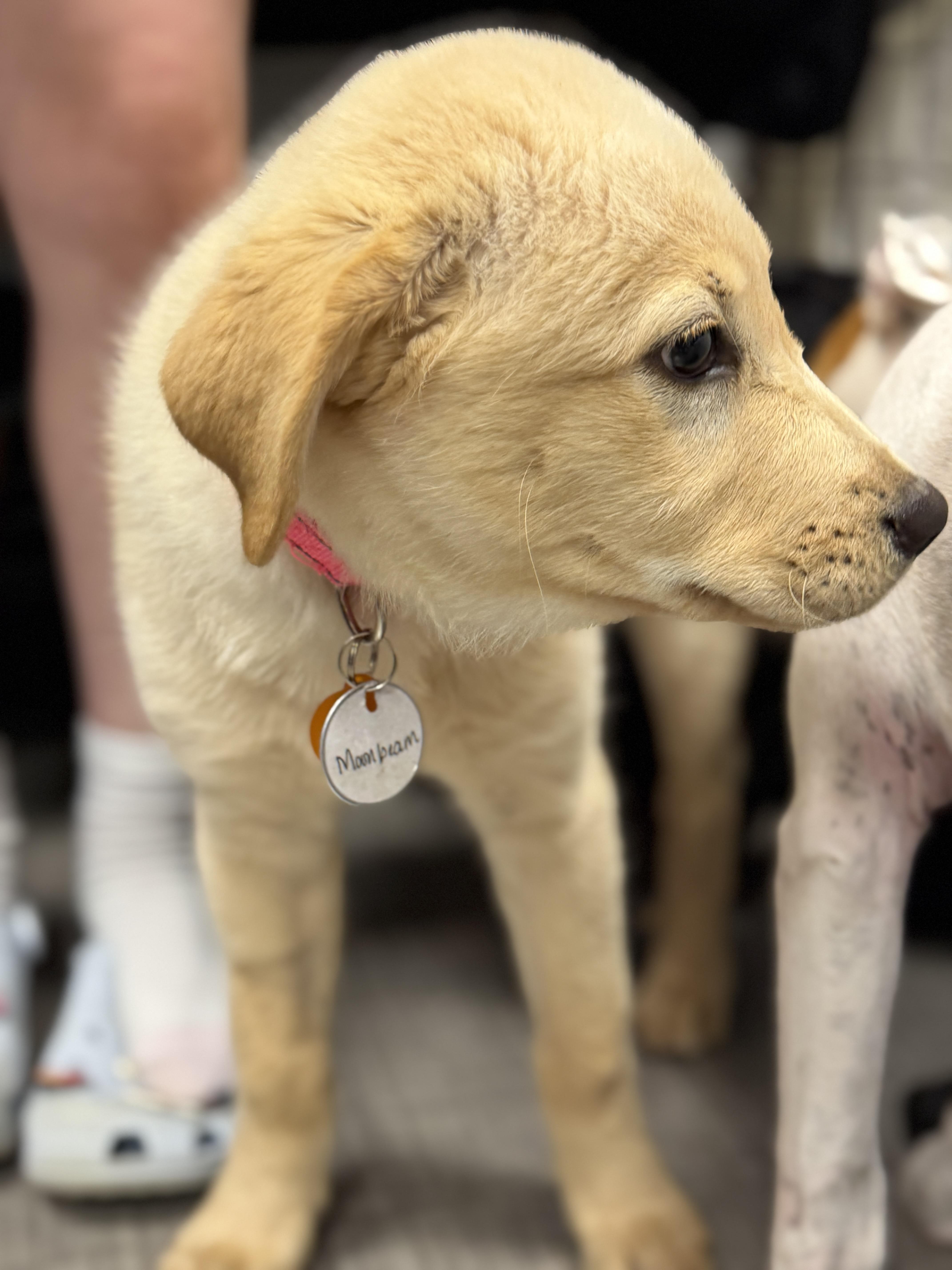 Enlarge Moonbeam, an adopted mixed breed in Chatham, NJ image 4/6