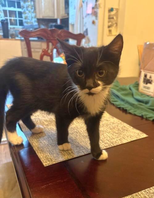 Enlarge Eliot, a ADOPTABLE mixed breed in East Brunswick, NJ image 3/4